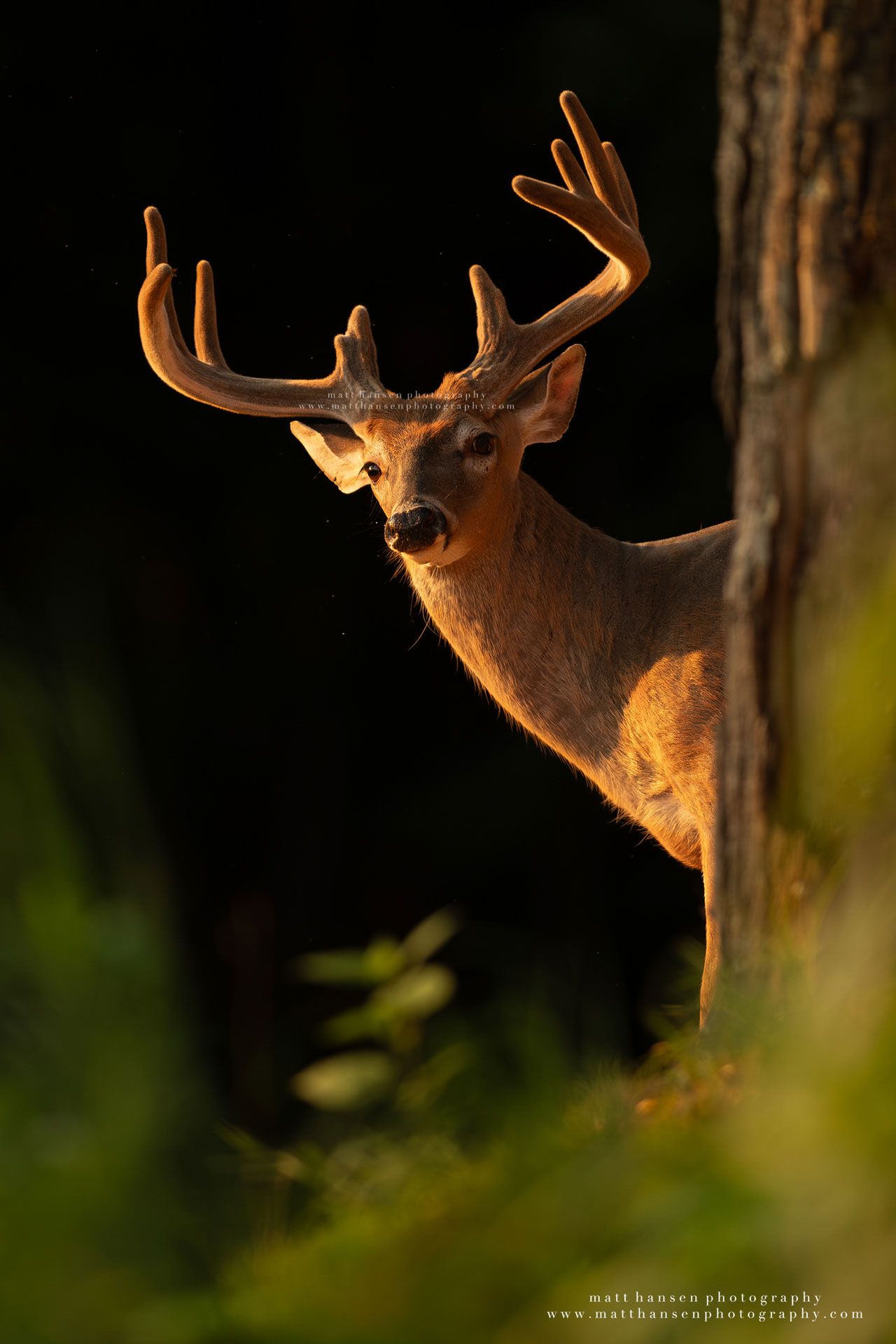 Whitetail Deer Photography