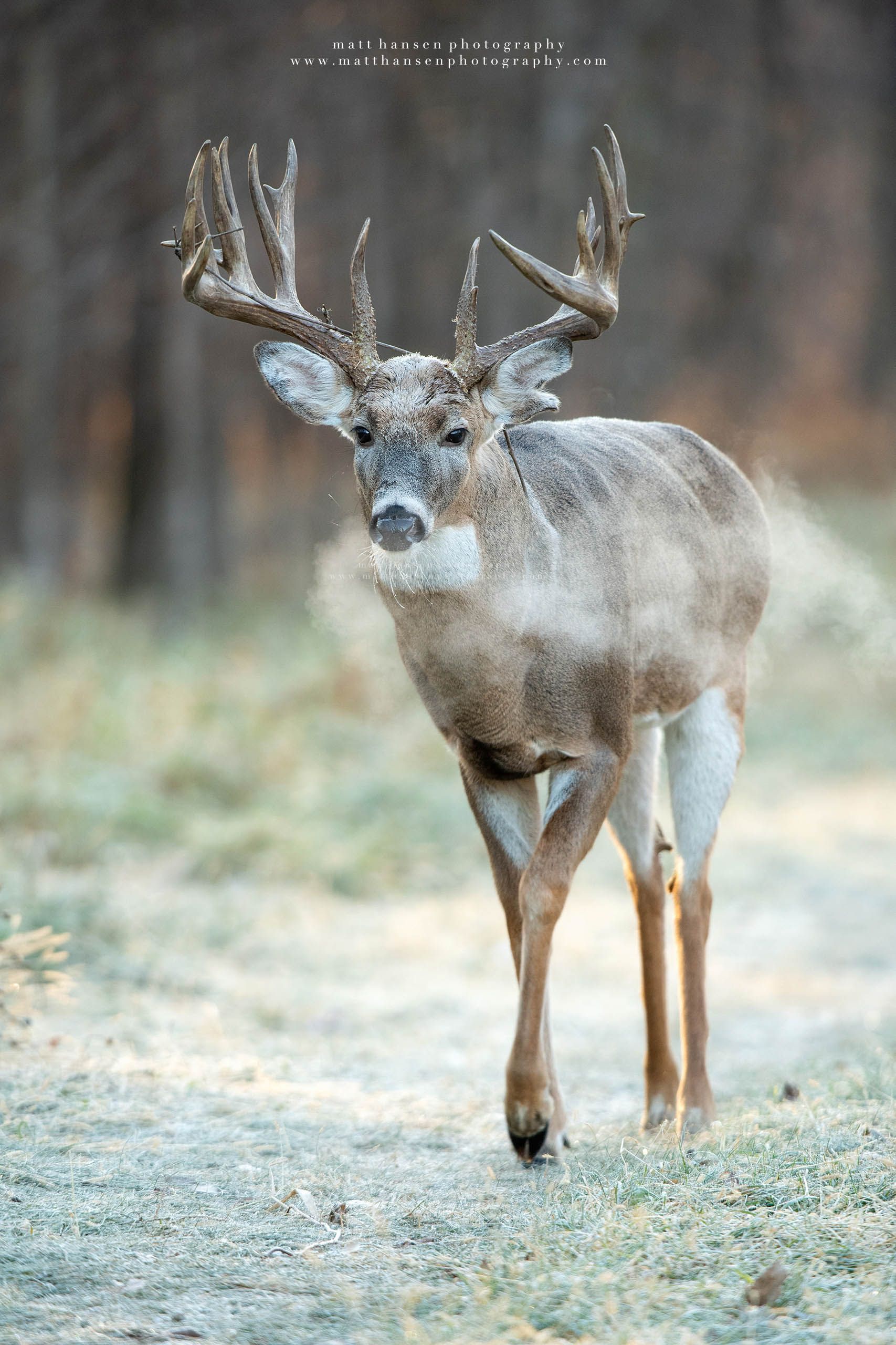 Whitetail Deer Photography