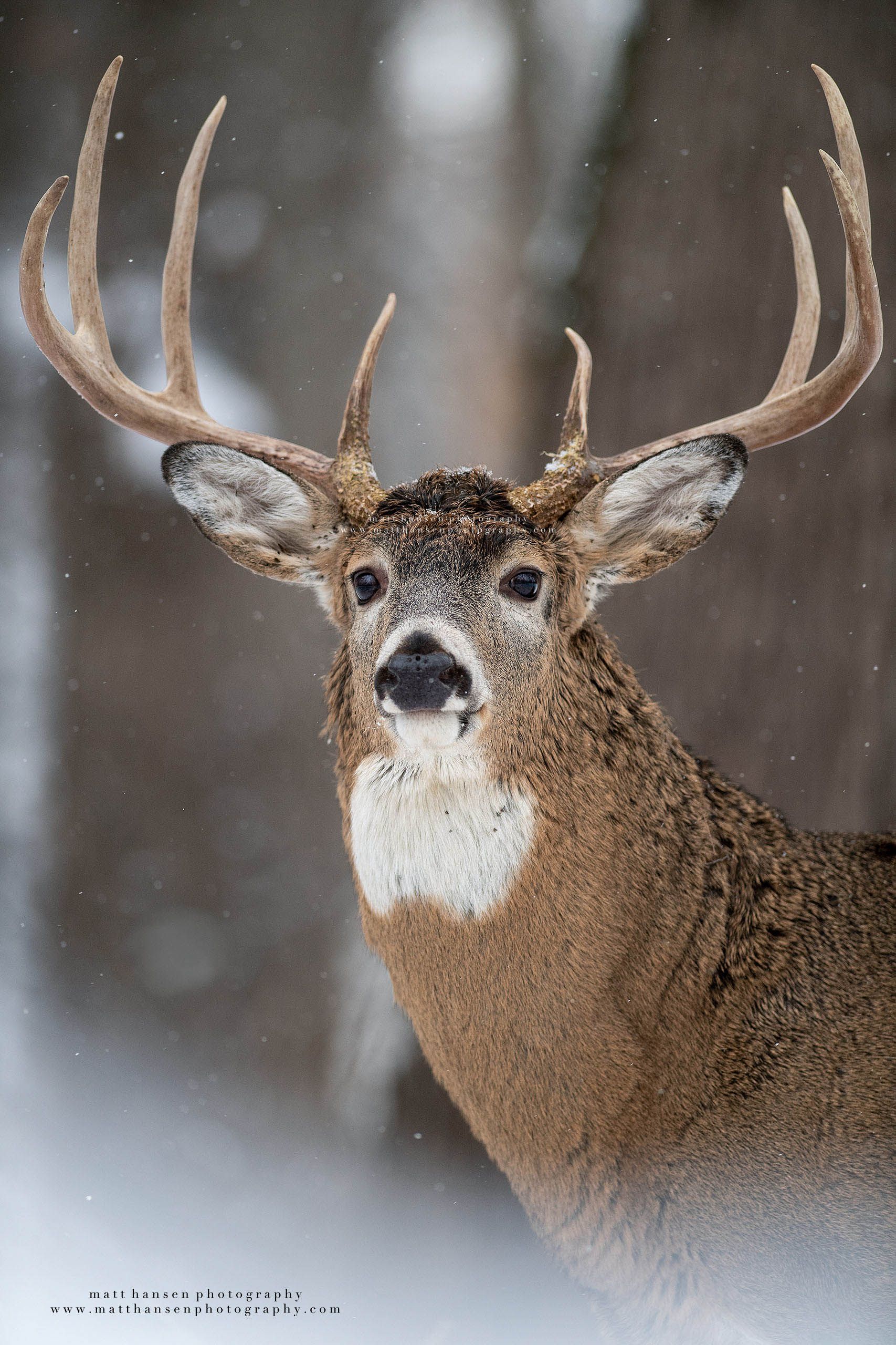 Whitetail Deer Photography