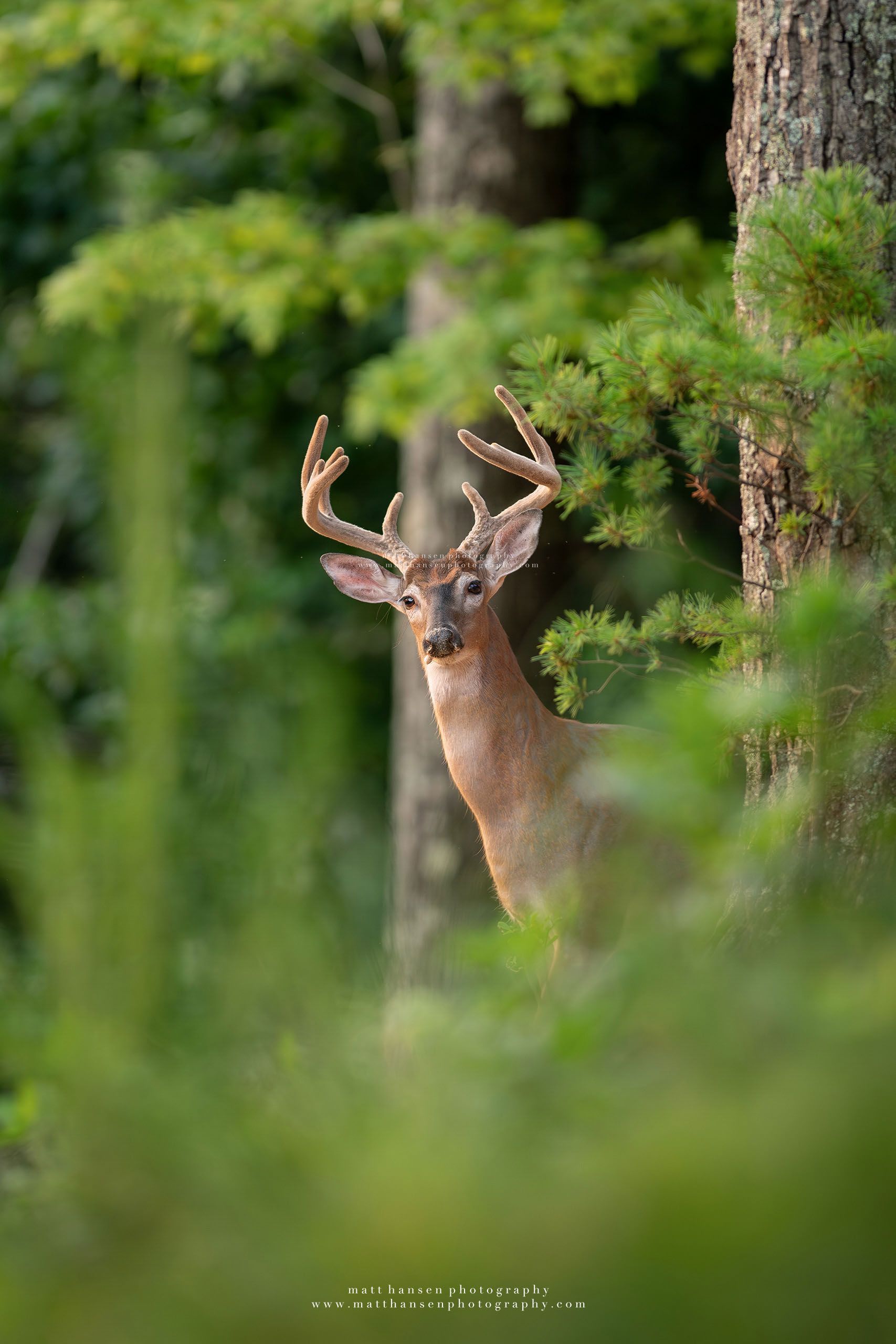 Whitetail Deer Photography