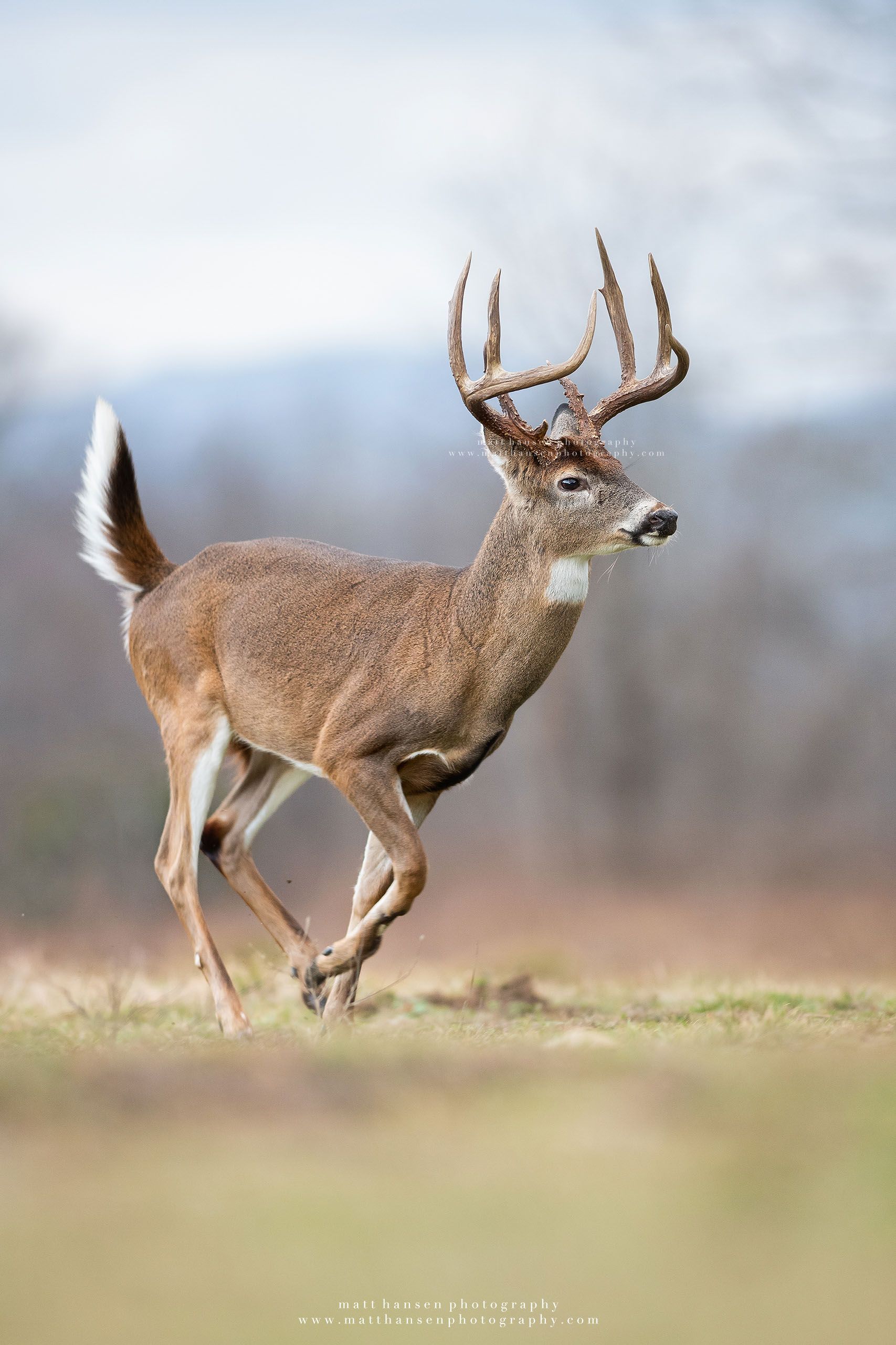 Whitetail Deer Photography