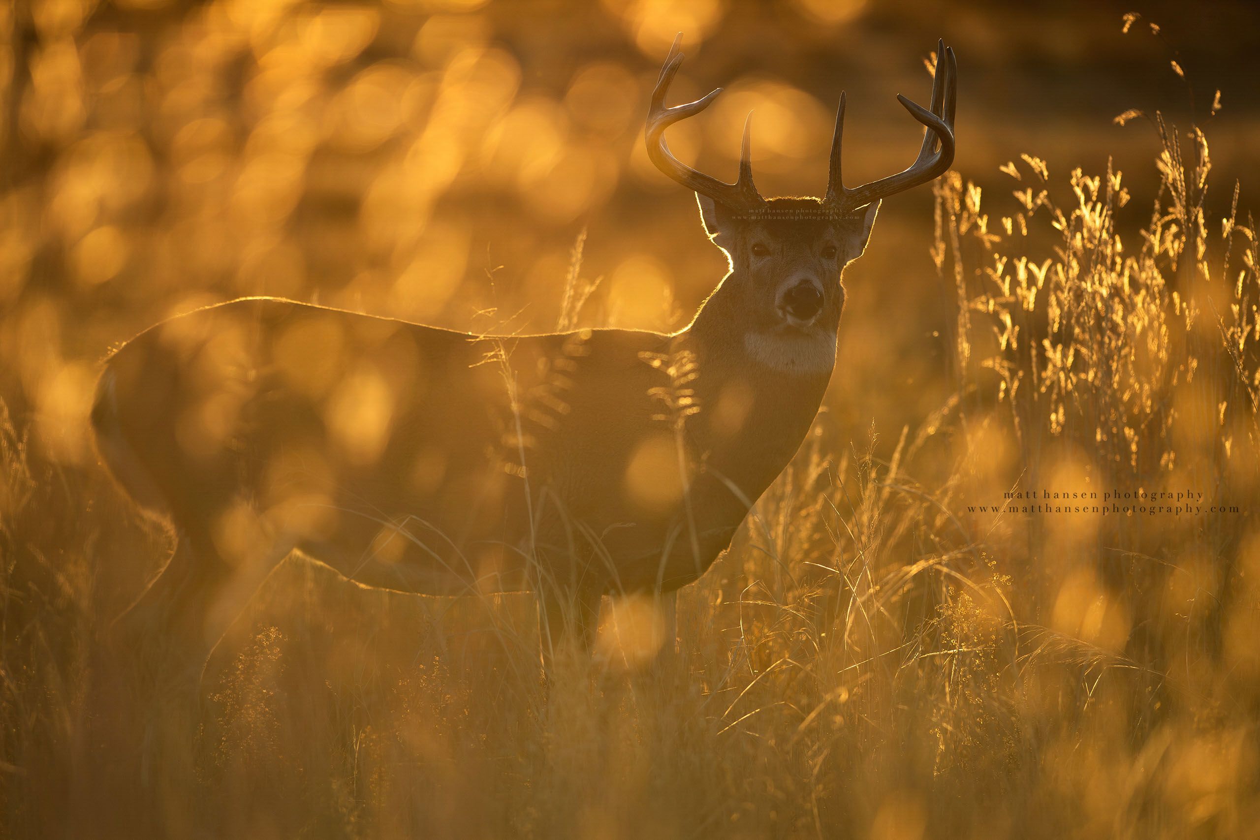 Whitetail Deer Photography