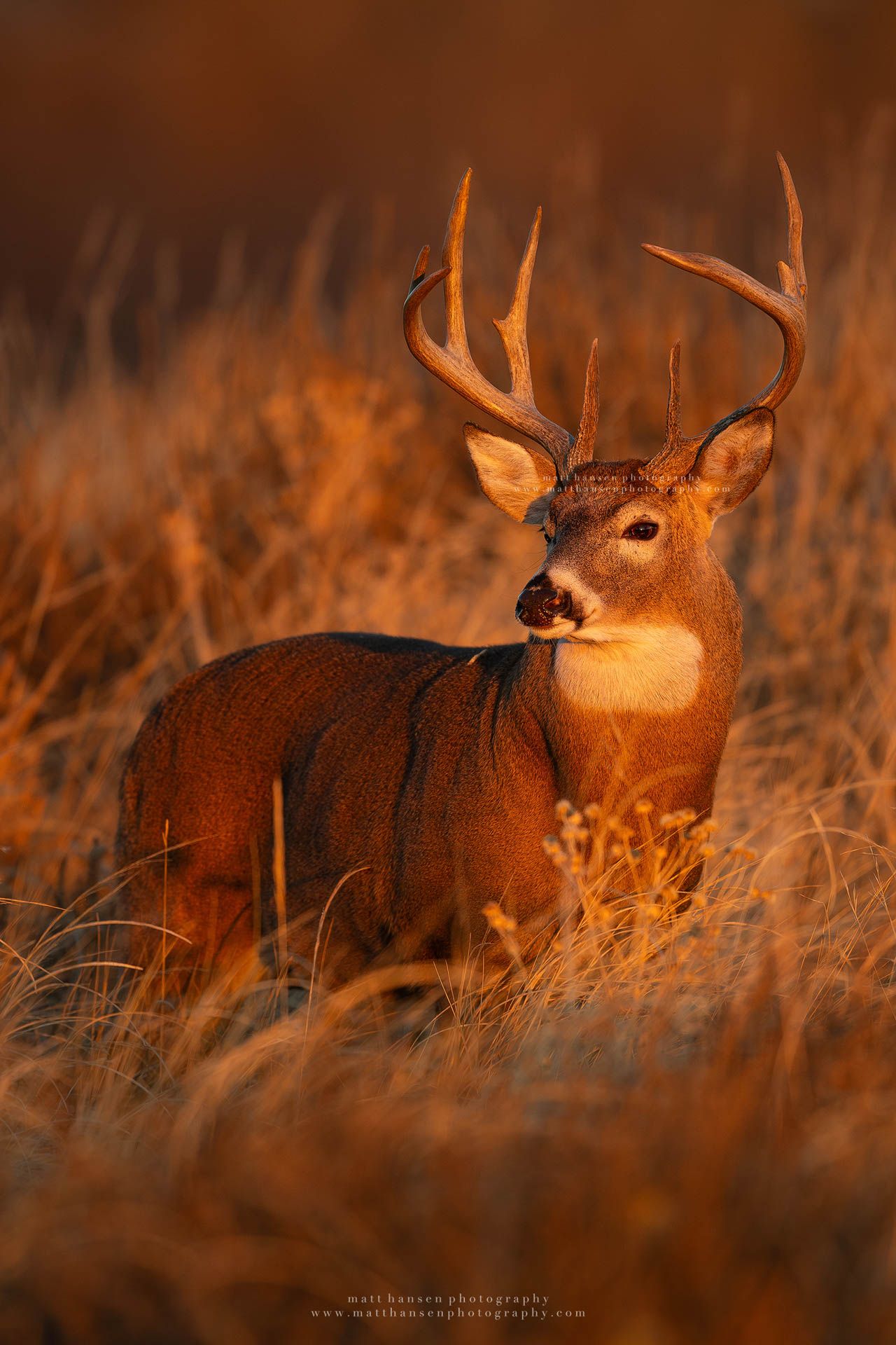 Whitetail Deer Photography
