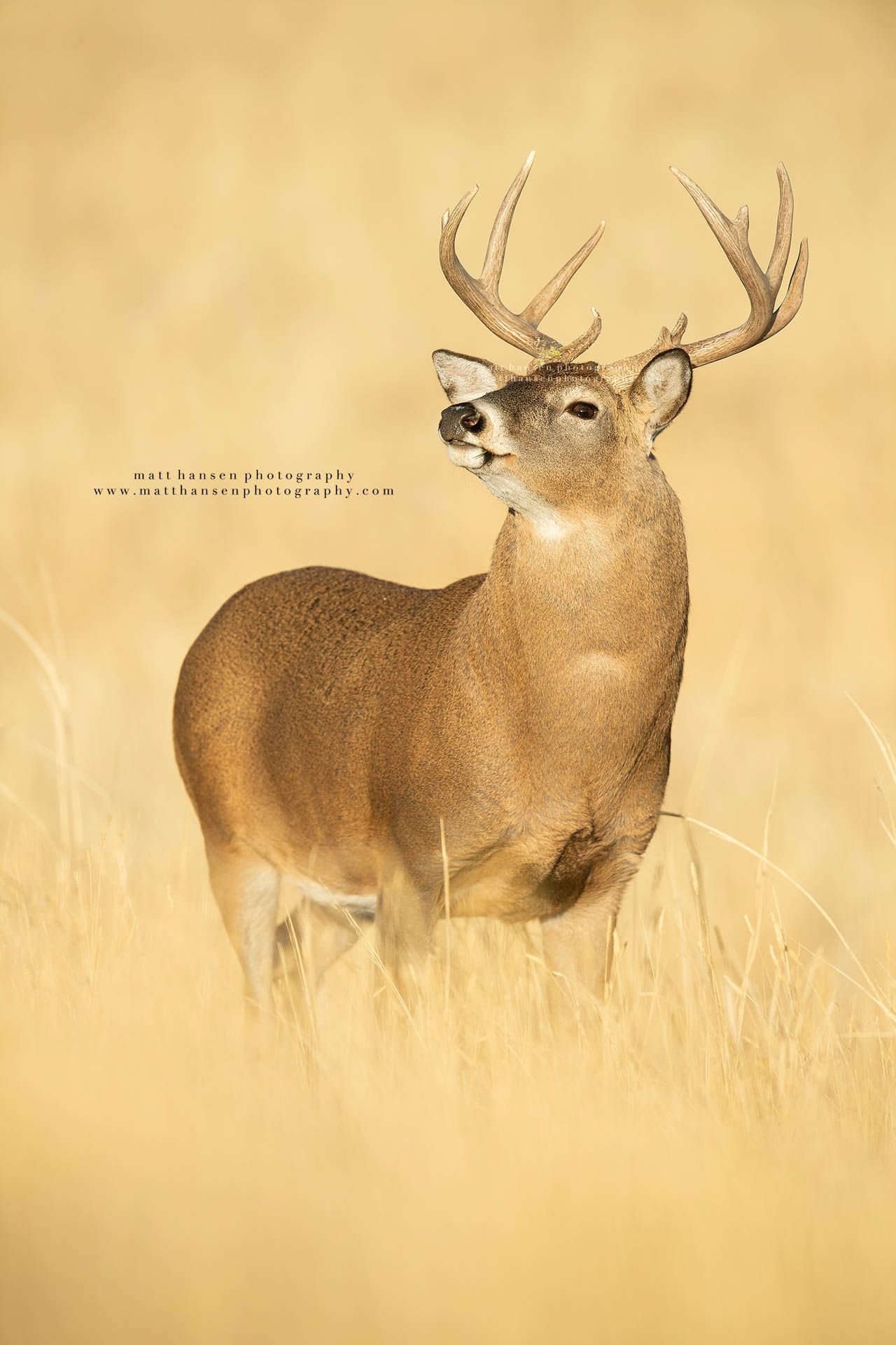 Whitetail Deer Photography