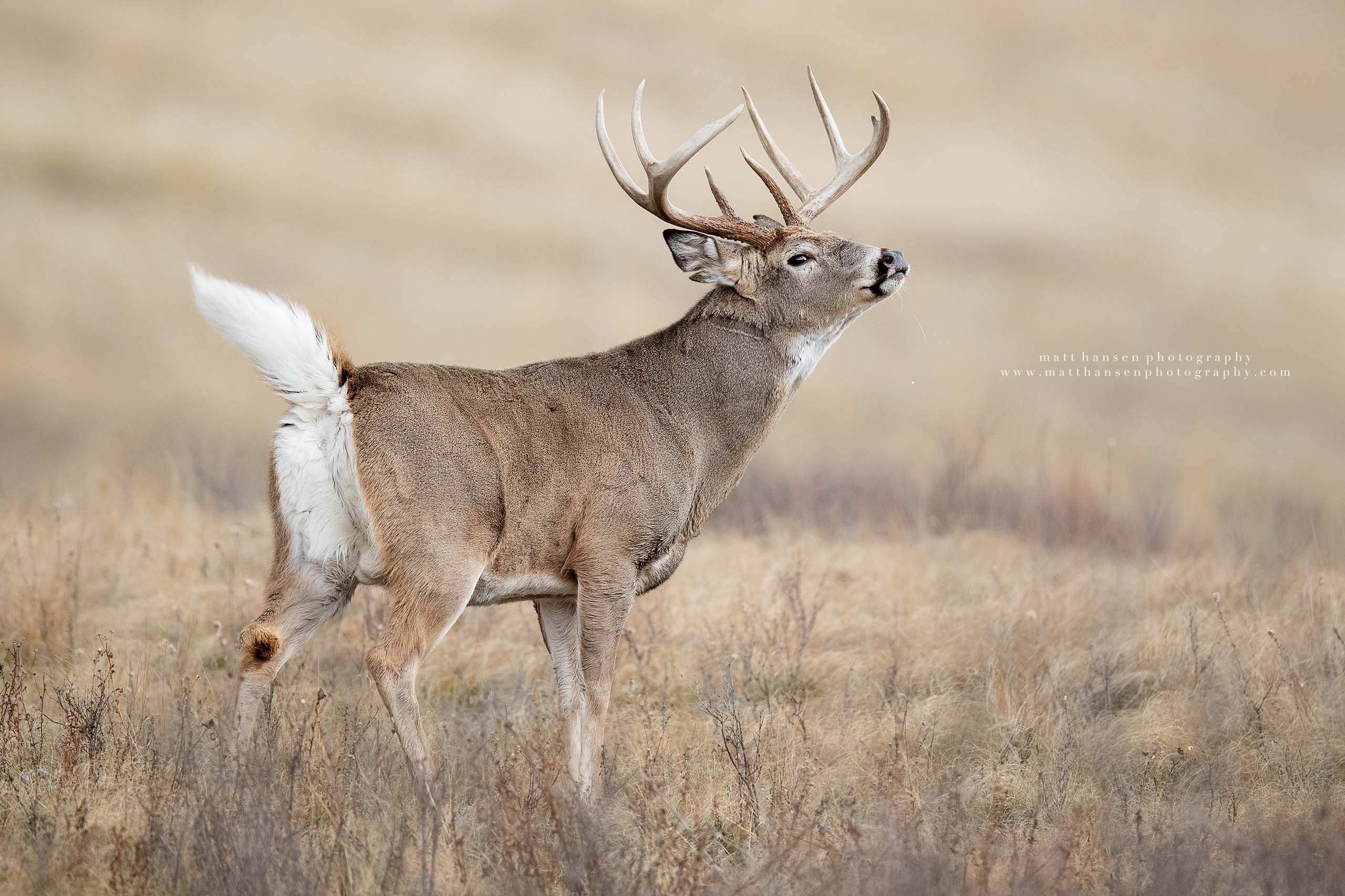 Whitetail Deer Photography