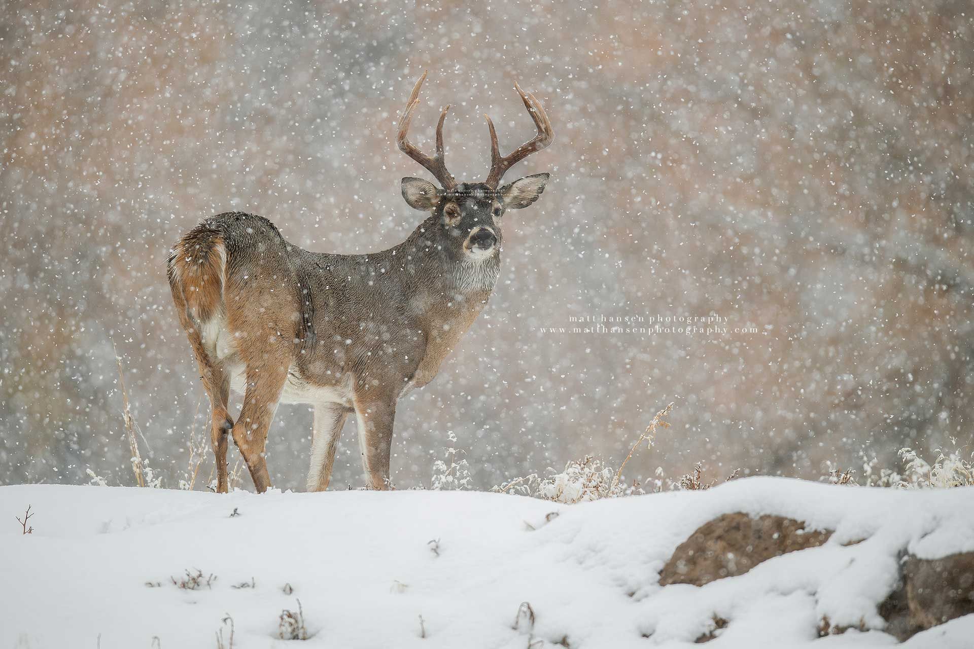 Whitetail Deer Photography