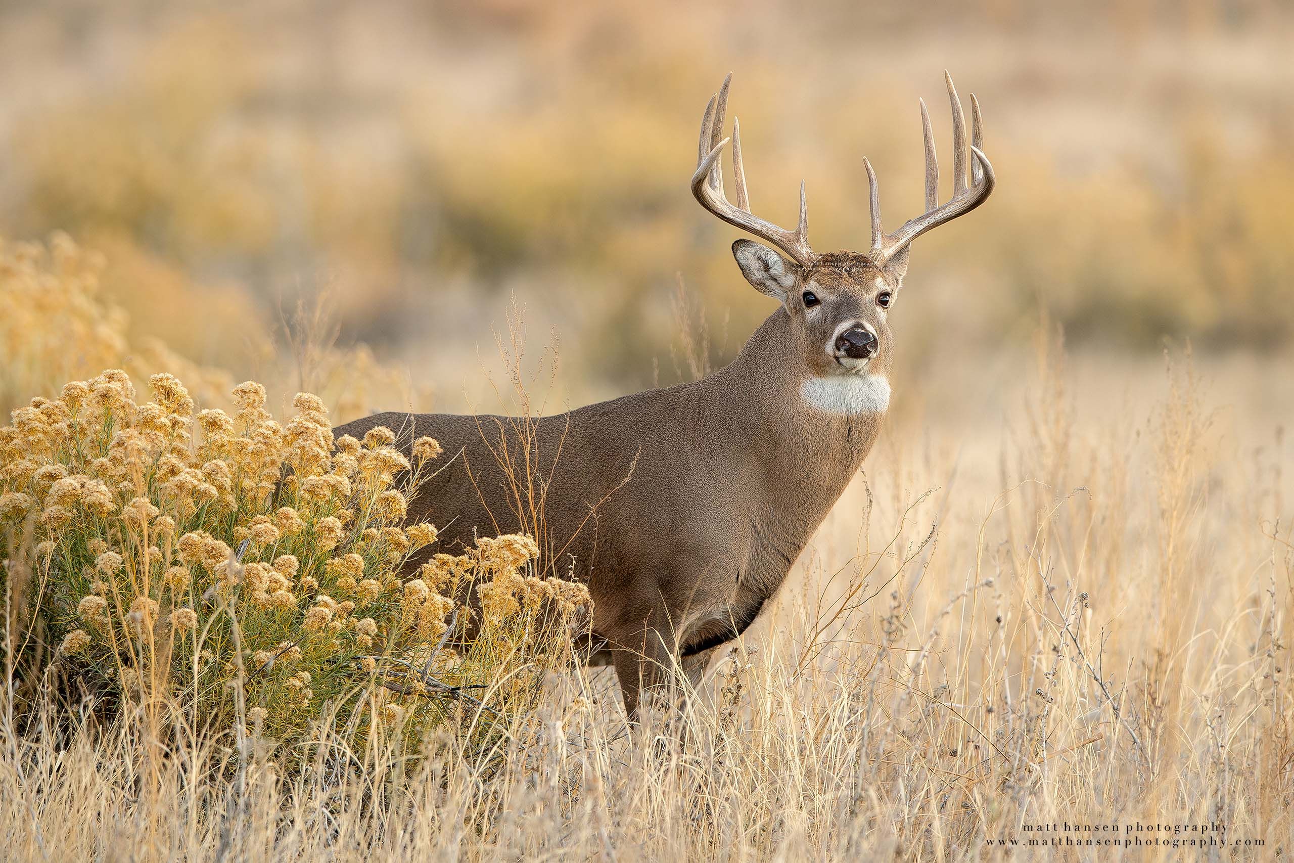 Whitetail Deer Photography by Matt Hansen Photography