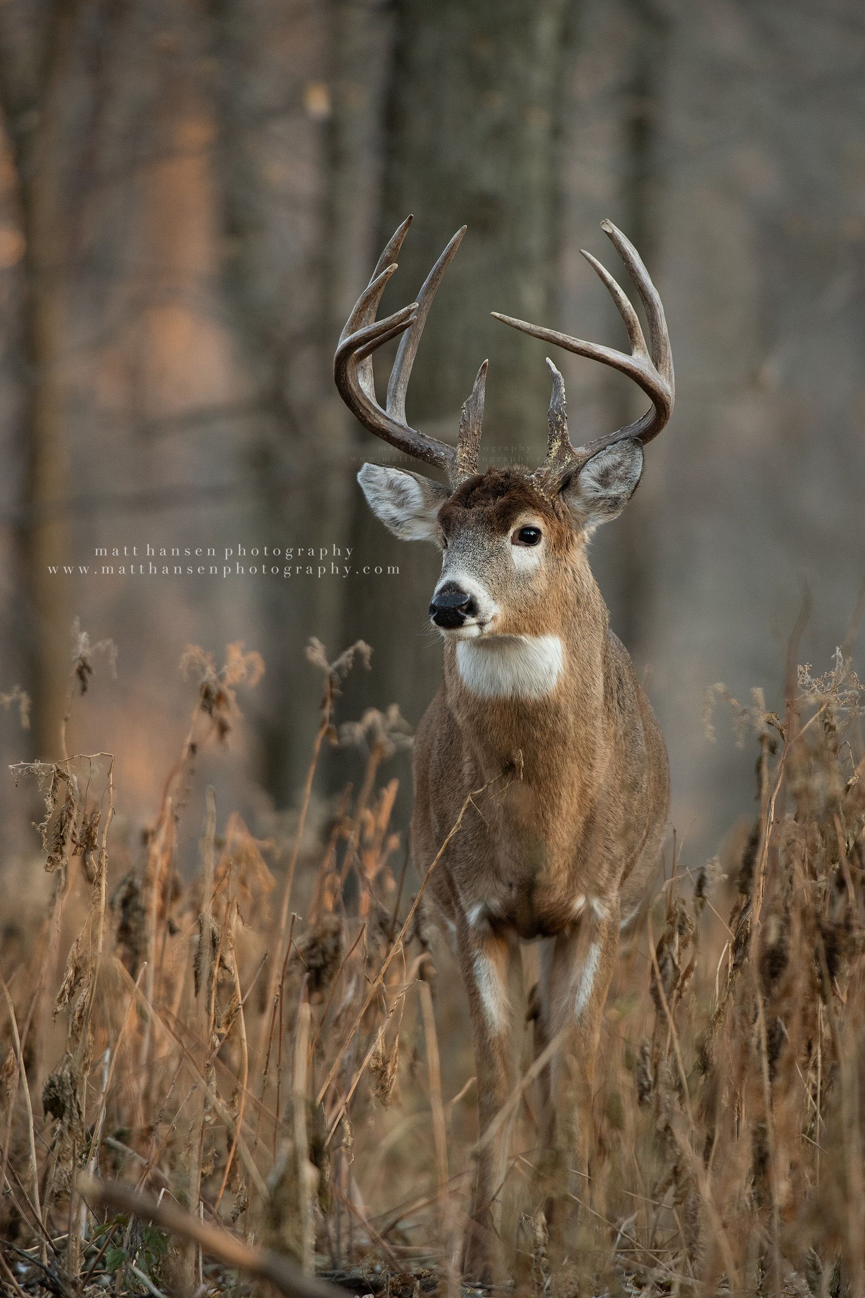 Yoder Images Whitetail Deer Photography - Whitetail Deer Photography