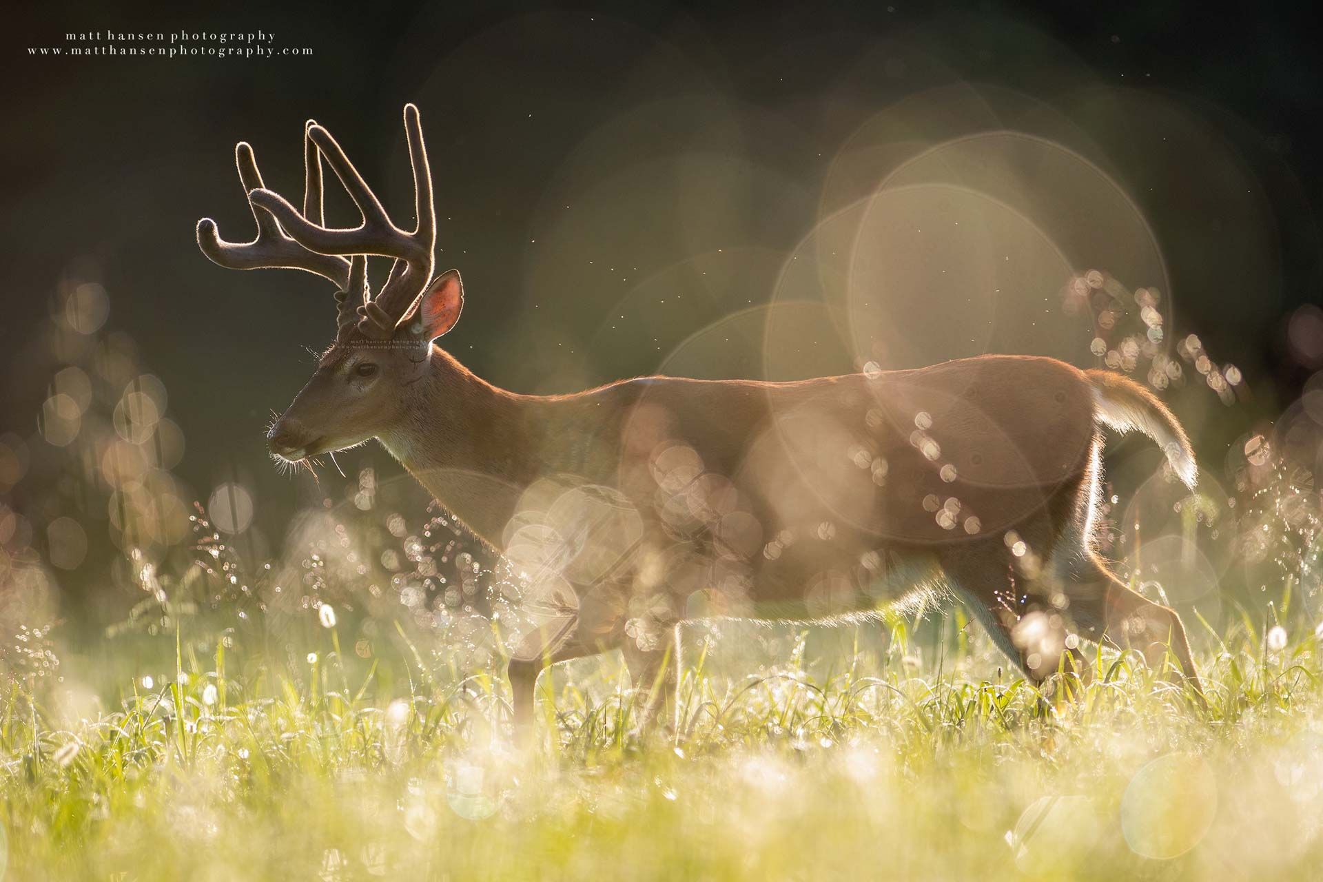 Whitetail Deer Photography