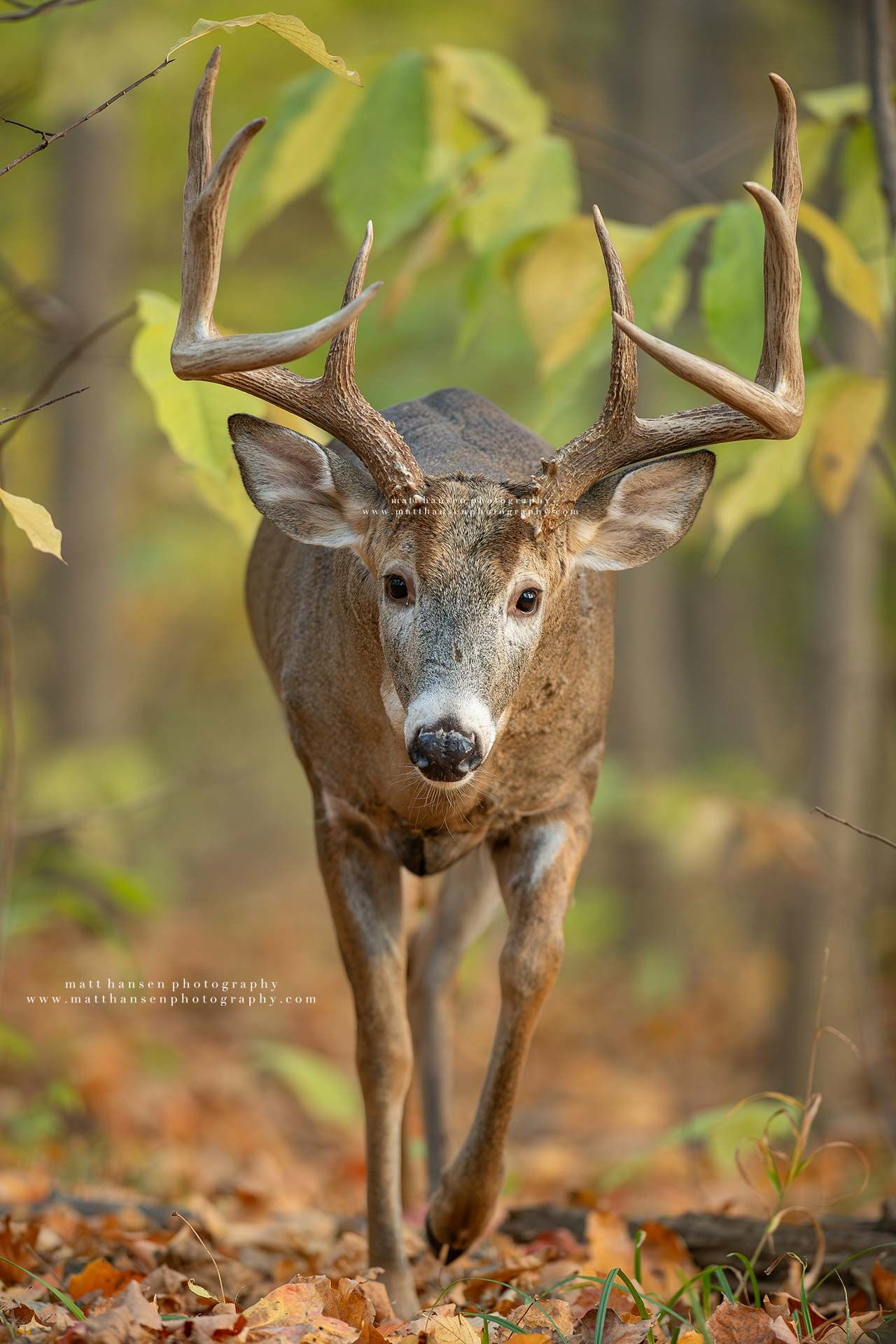 Whitetail Deer Photography