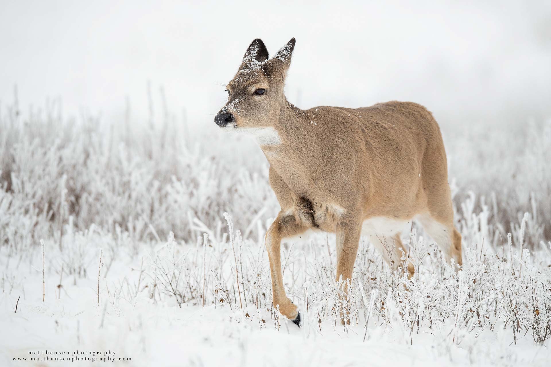 Whitetail Deer Photography