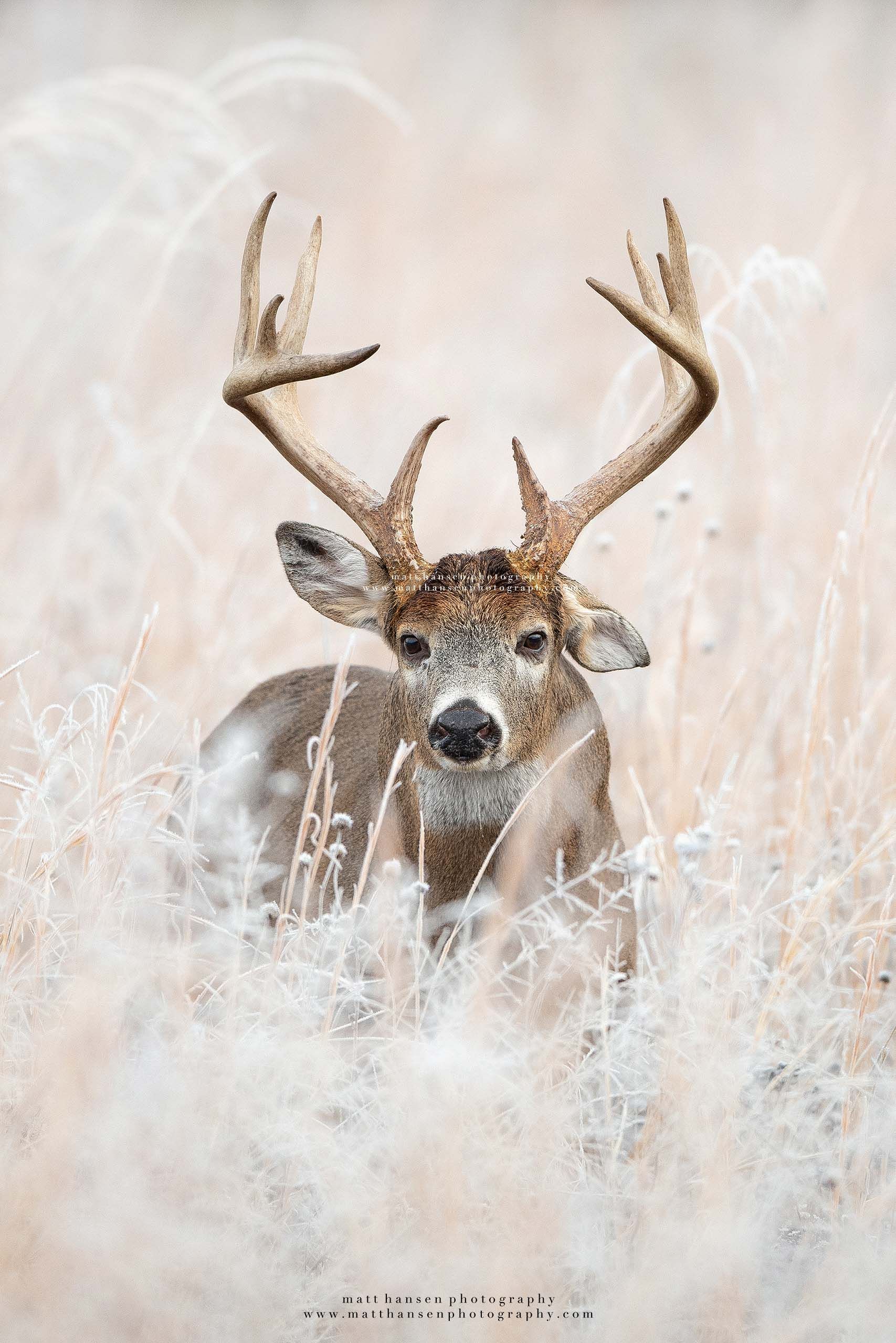 Whitetail Deer Photography