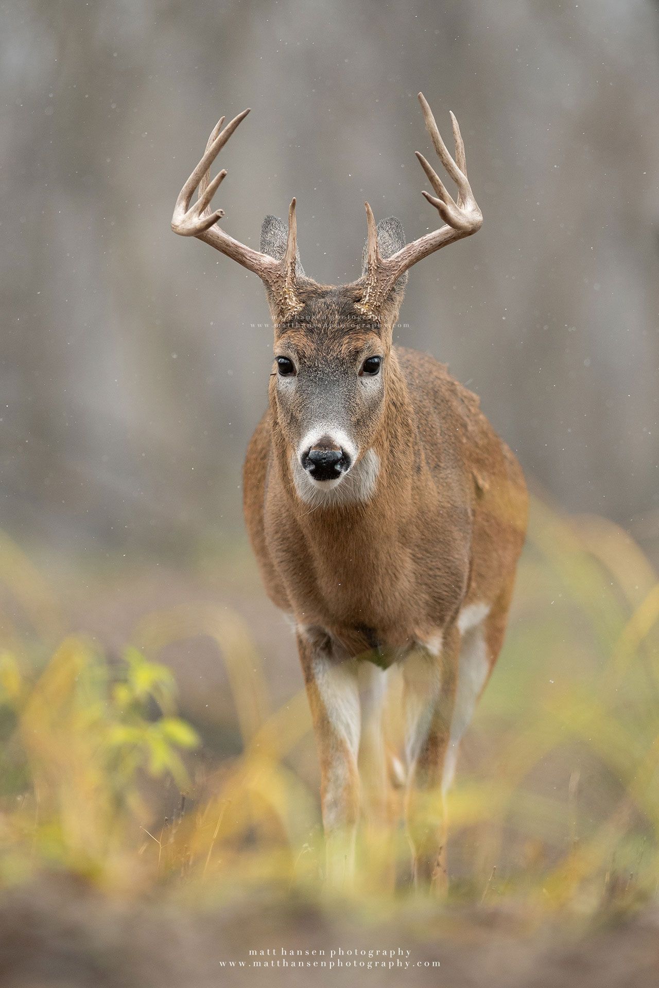 Whitetail Deer Photography