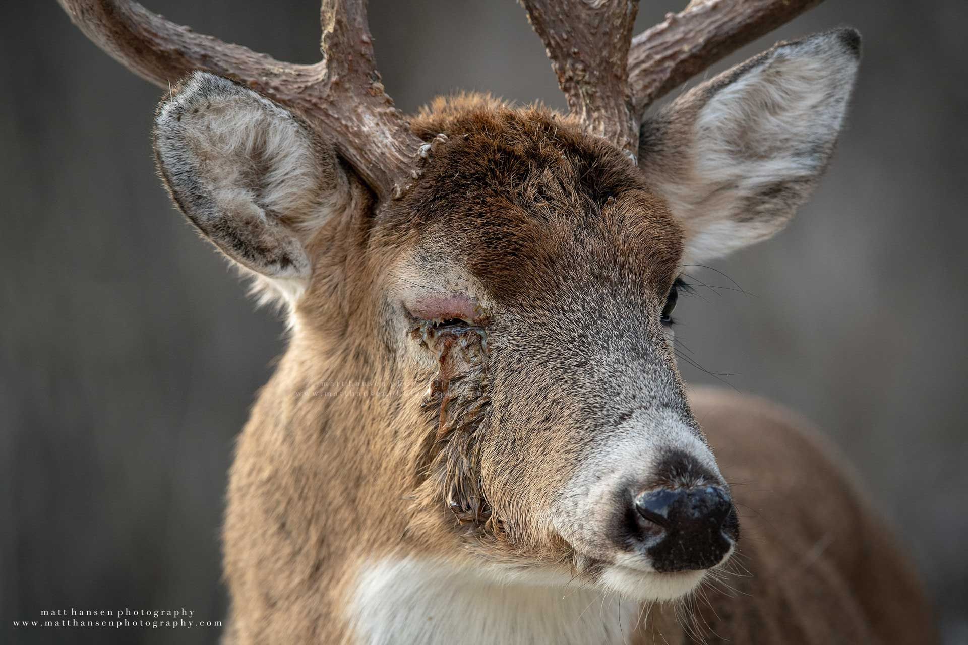 Whitetail Deer Photography by Matt Hansen Photography