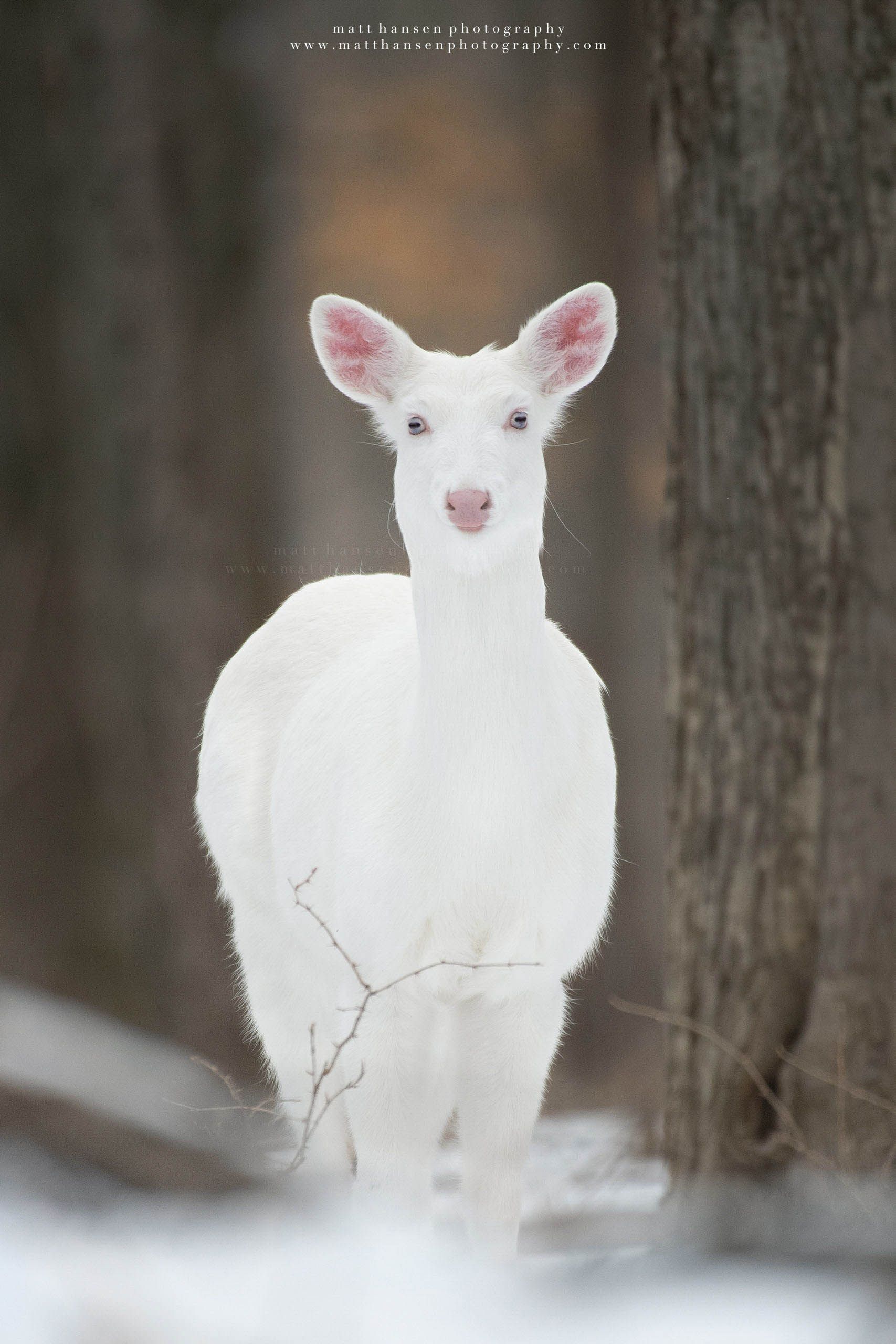 Whitetail Deer Photography