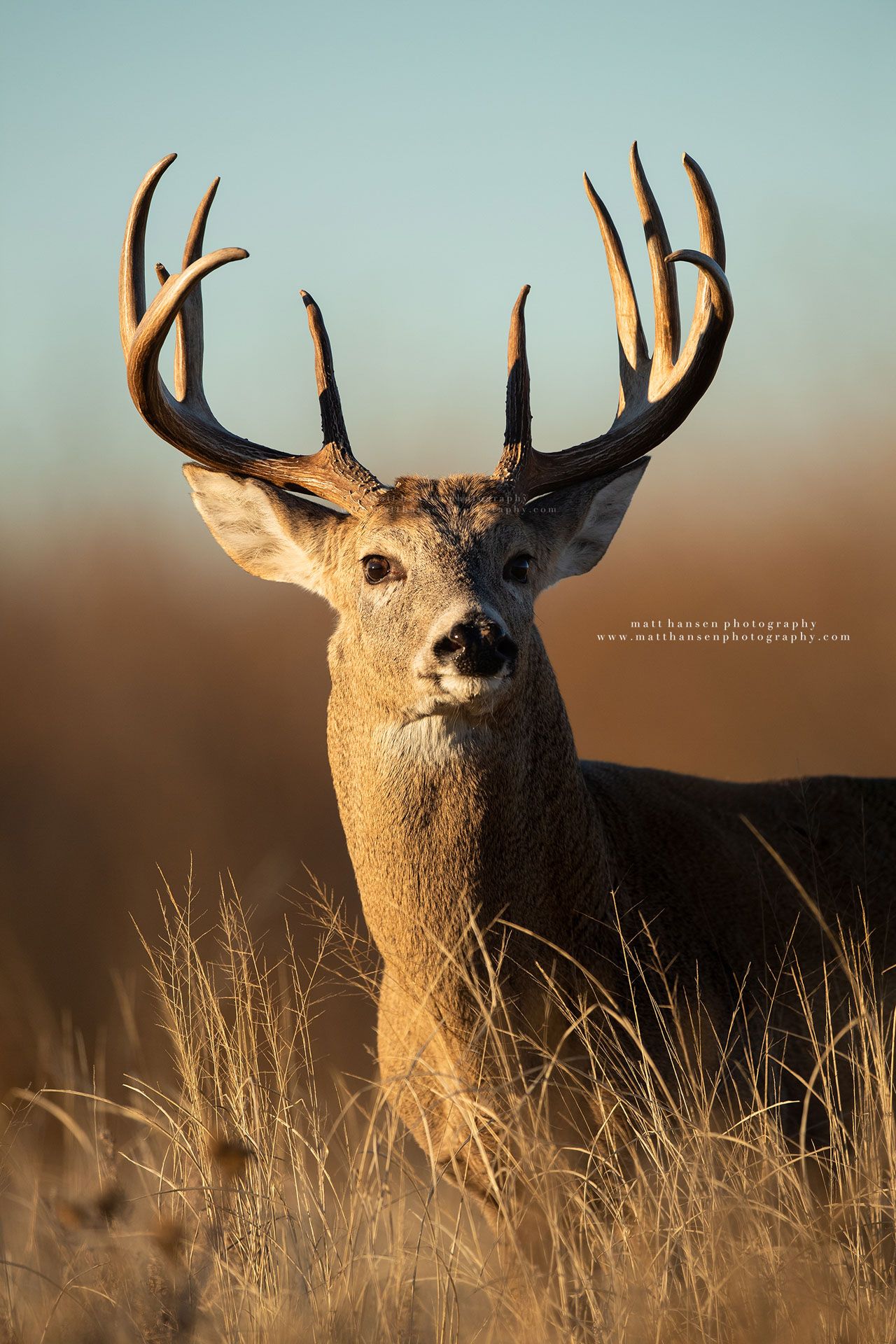 Whitetail Deer Photography
