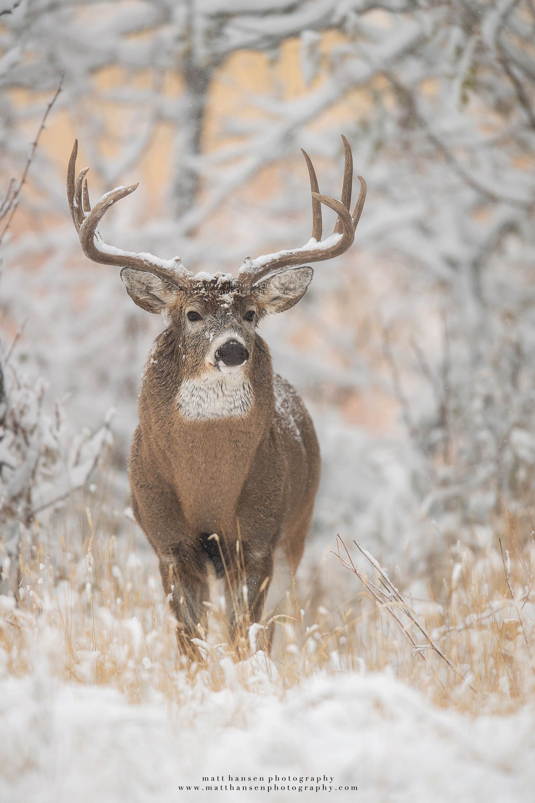 Whitetail Deer Photography