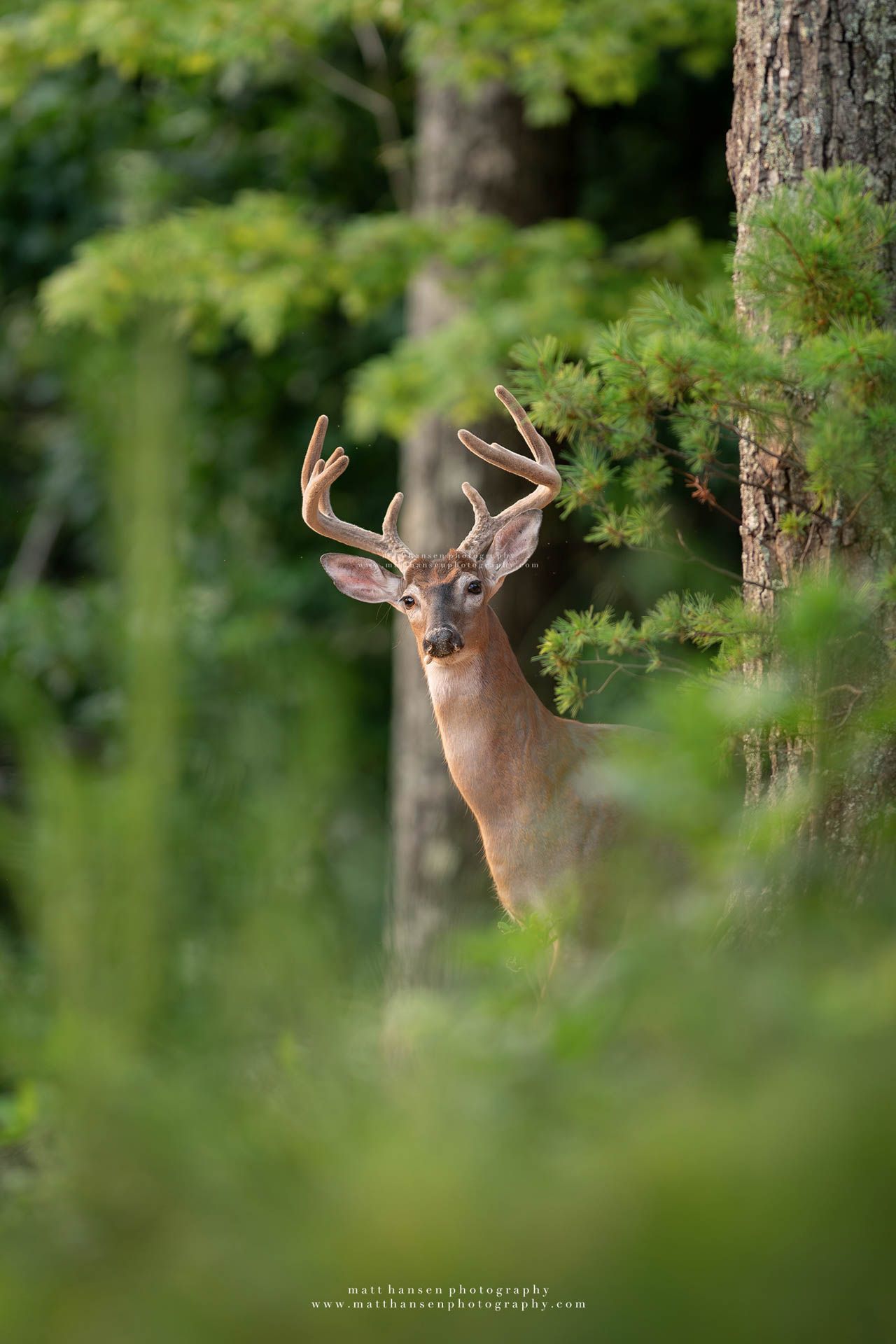 Whitetail Deer Photography