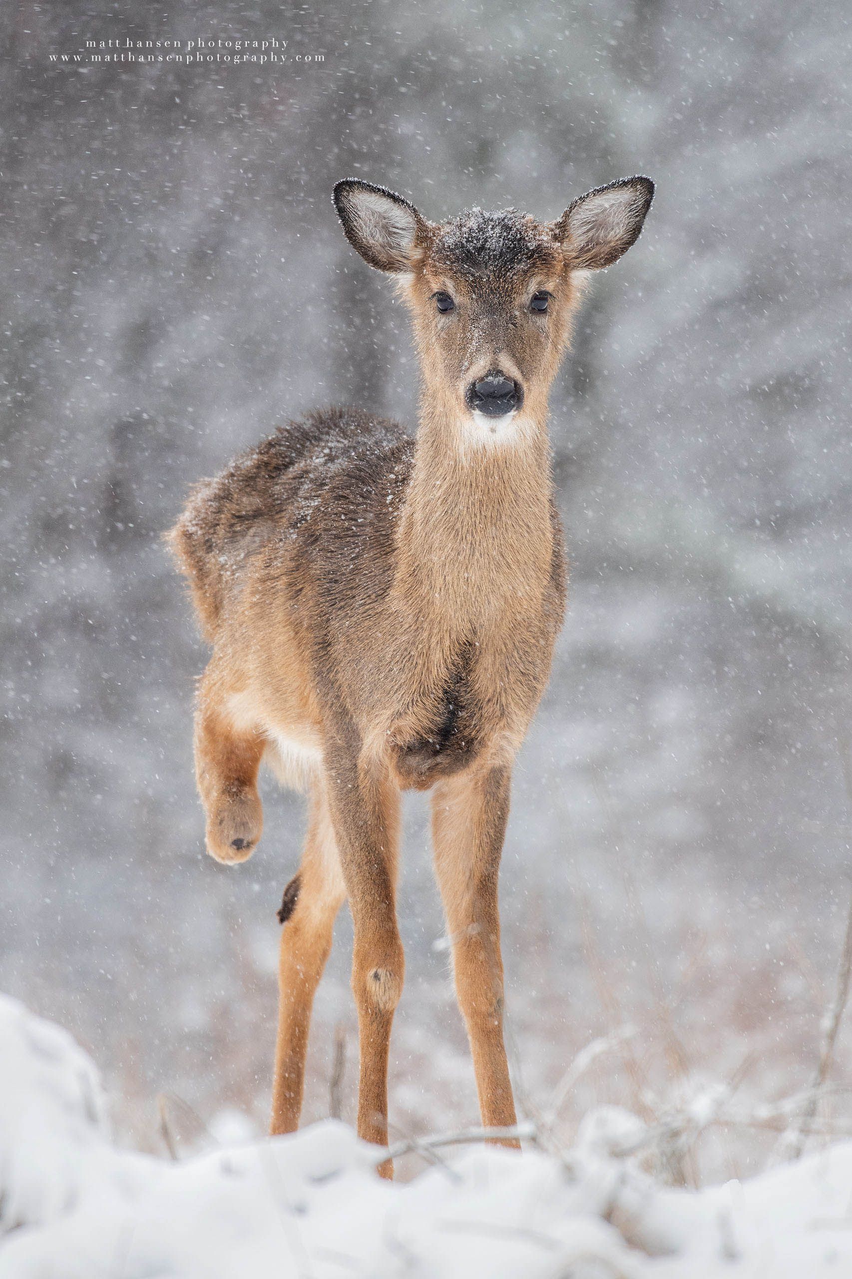 Whitetail Deer Photography
