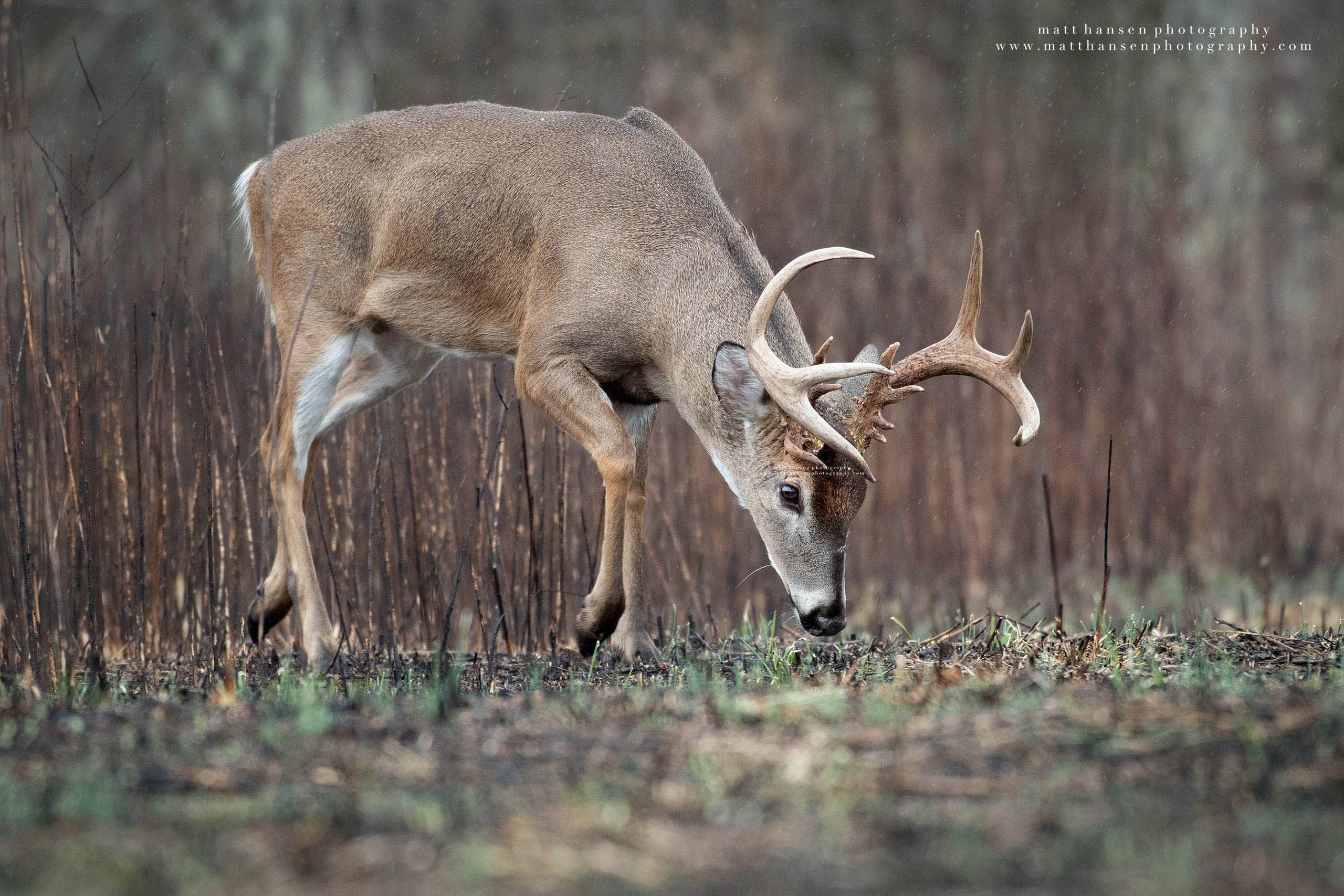 Whitetail Deer Photography