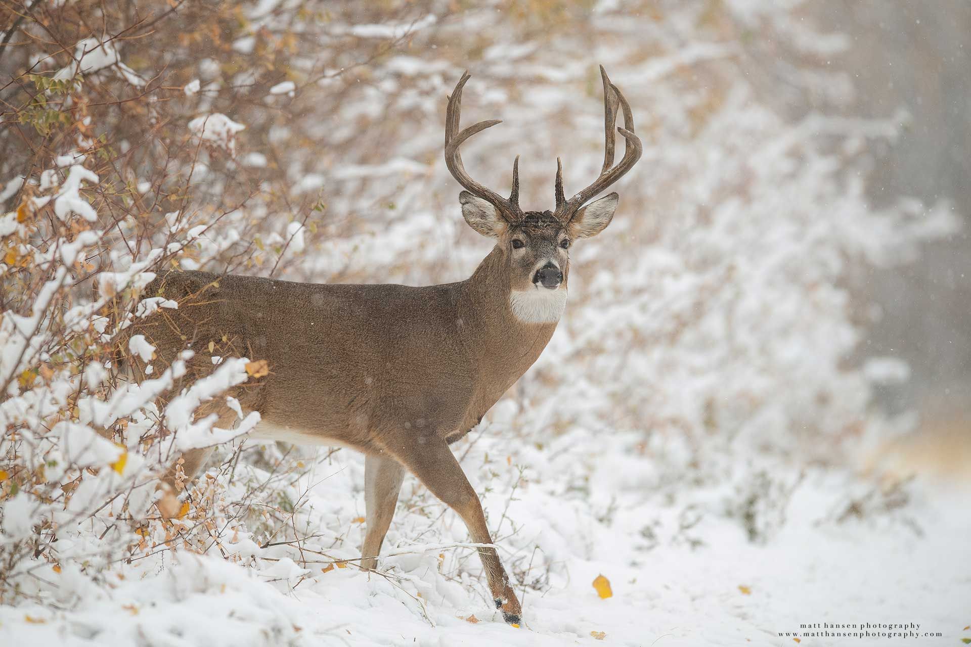 Whitetail Deer Photography