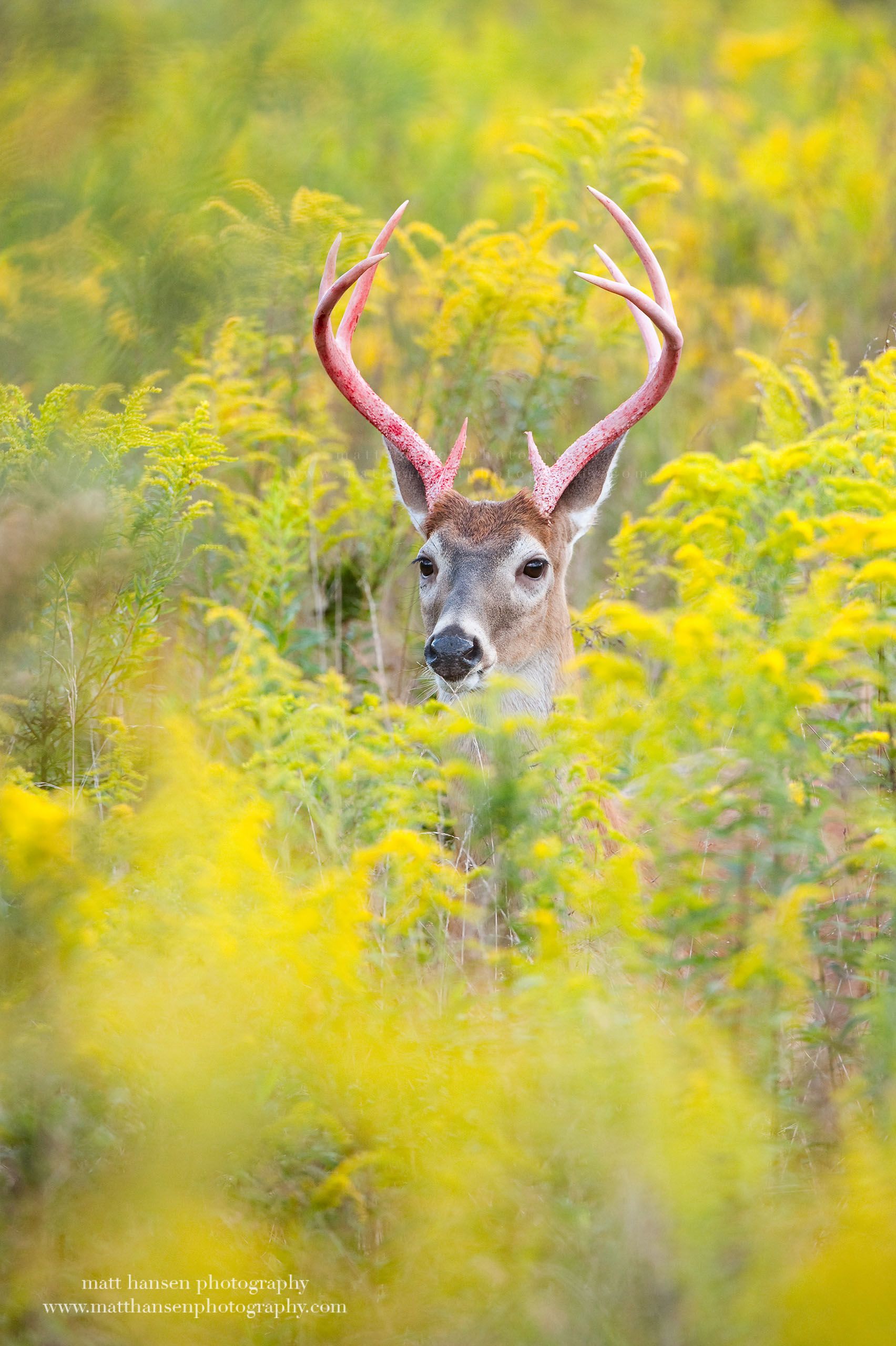 Yoder Images Whitetail Deer Photography - Whitetail Deer Photography