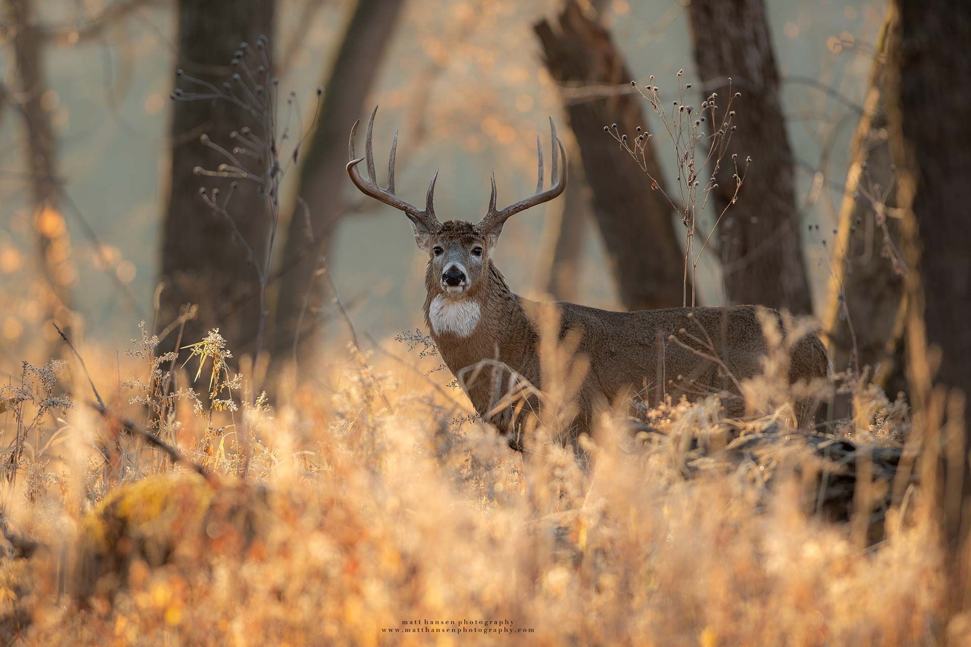 Whitetail Deer Photography