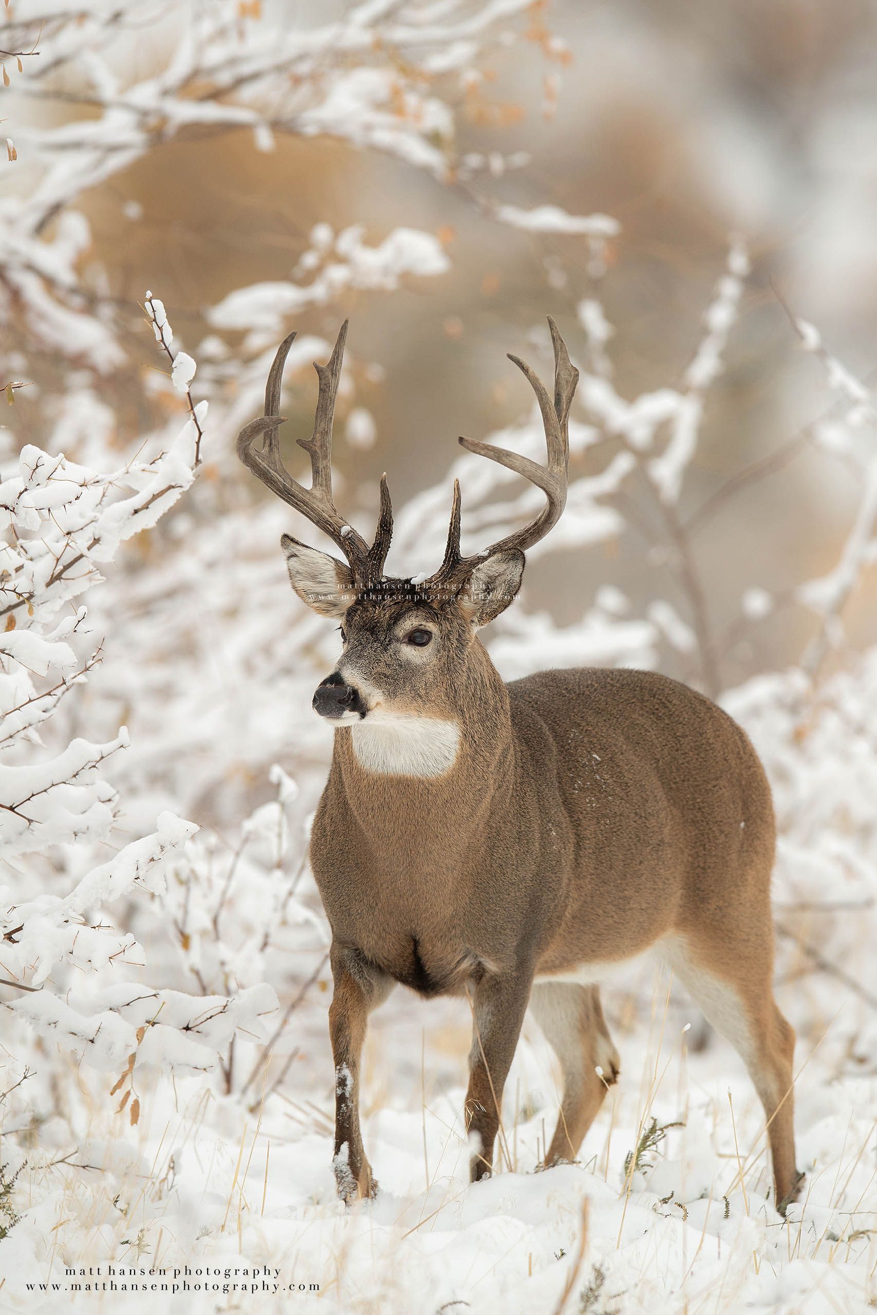 Whitetail Deer Photography
