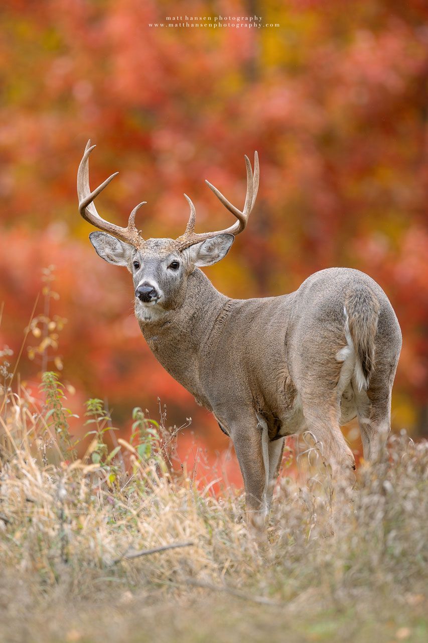 Whitetail Deer Photography by Matt Hansen Photography