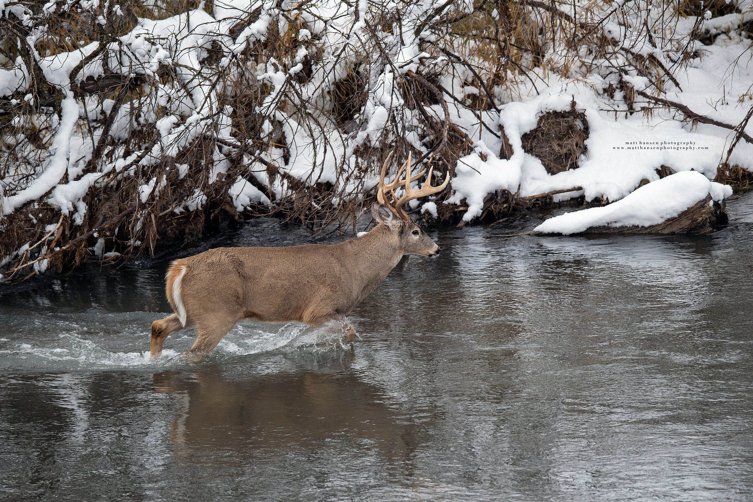 Whitetail Deer Photography