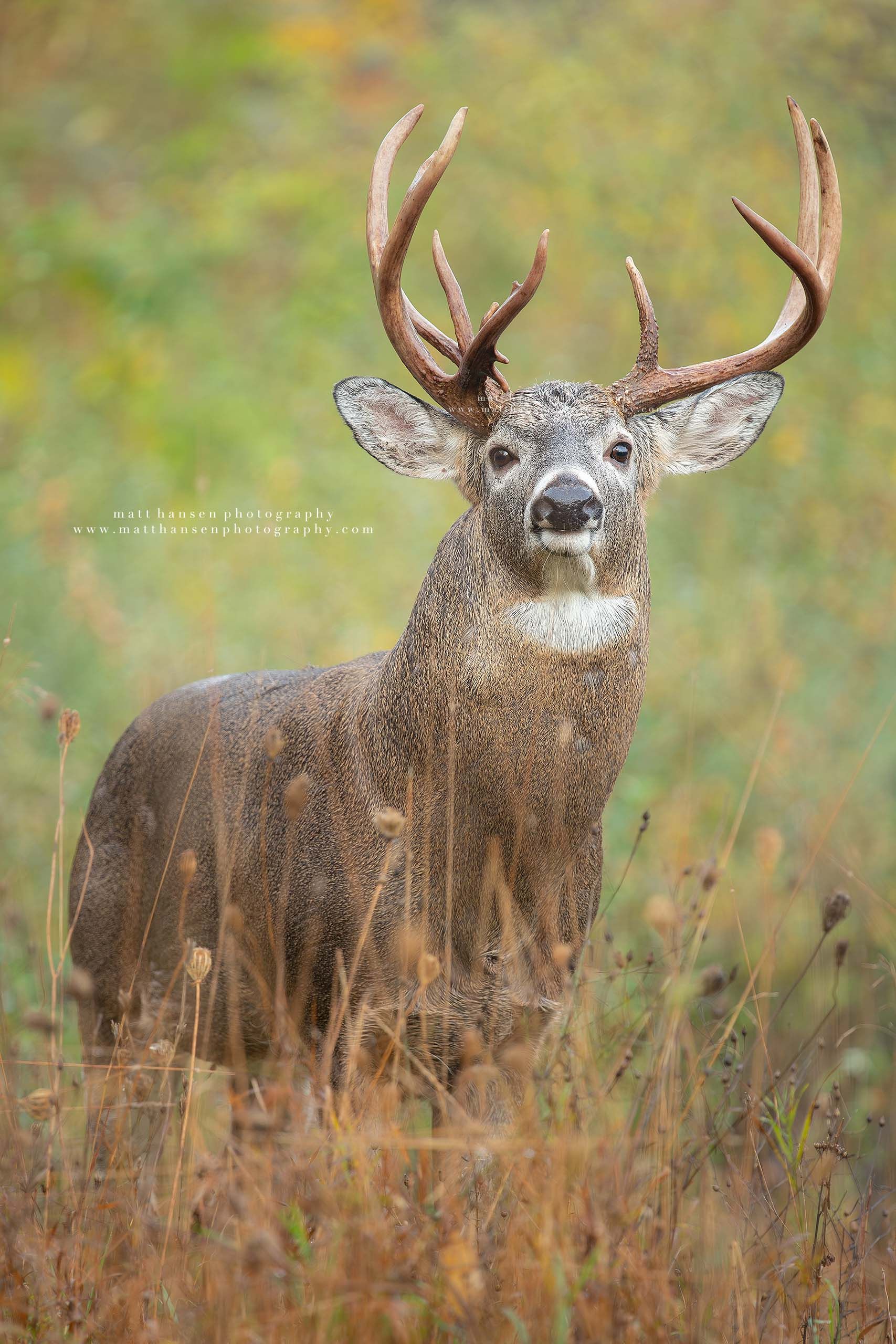 Whitetail Deer Photography