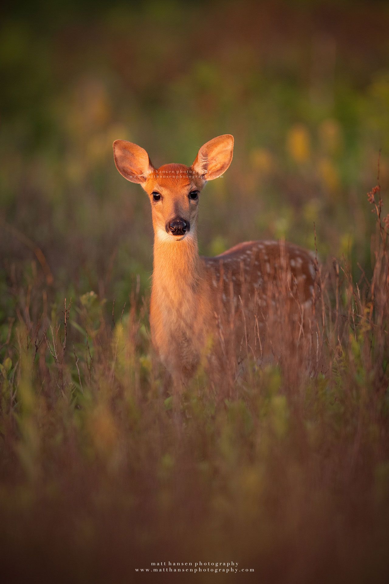 Whitetail Deer Photography