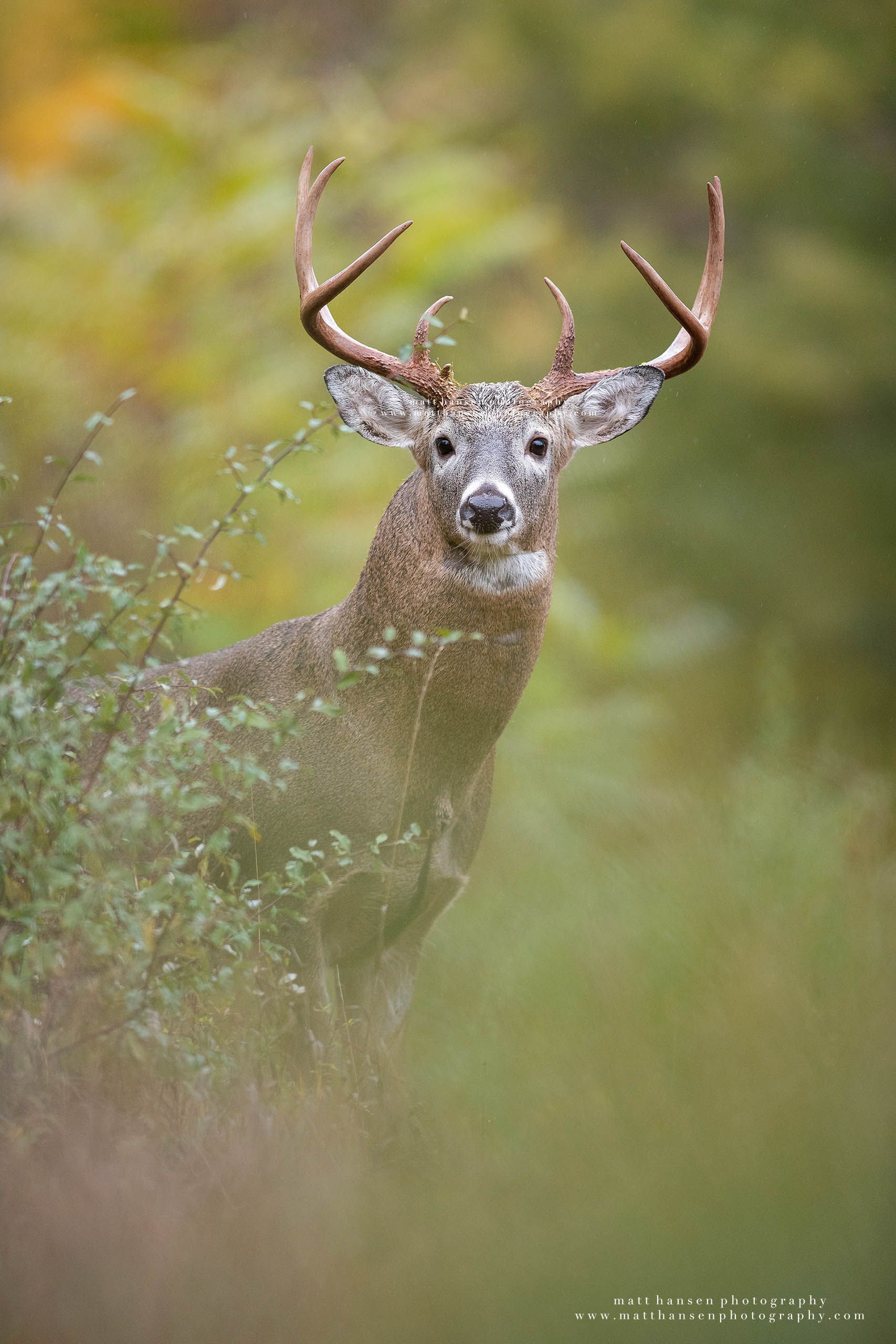 Whitetail Deer Photography