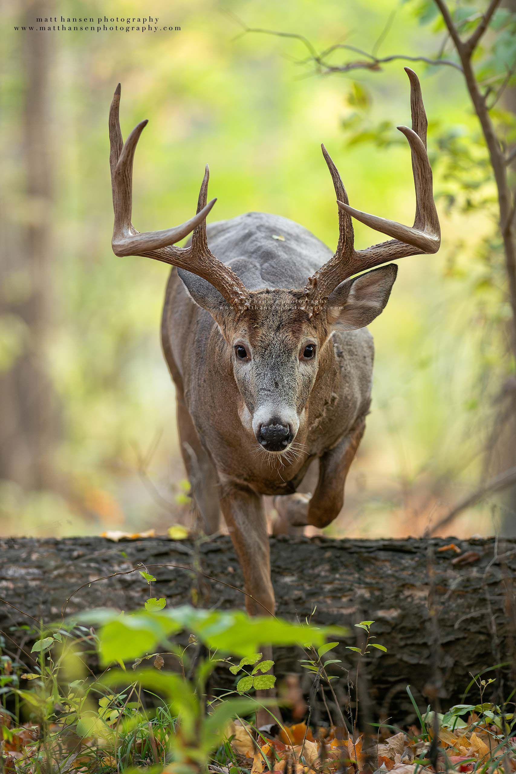 Whitetail Deer Photography