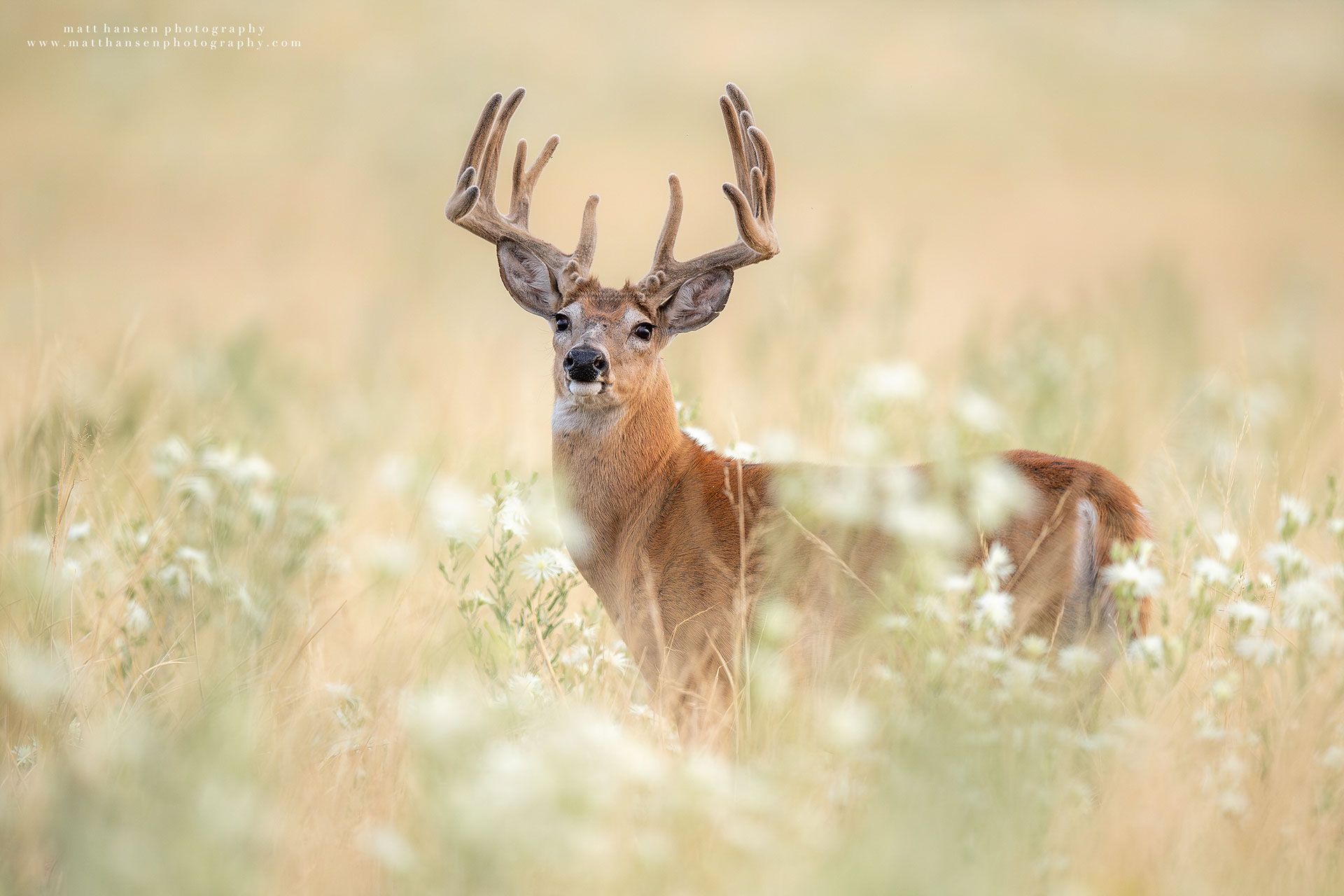Whitetail Deer Photography
