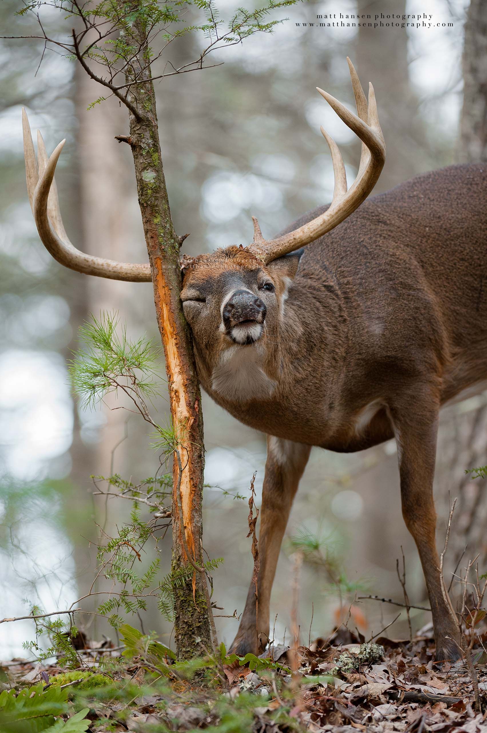 Whitetail Deer Photography