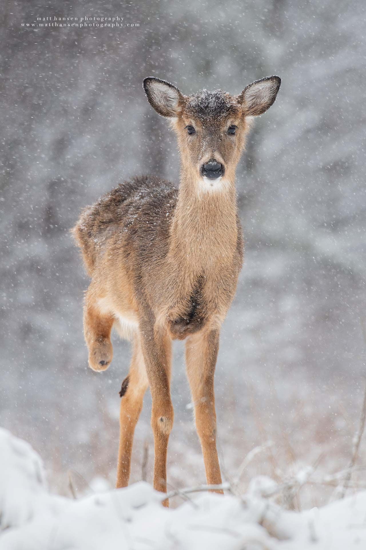 Whitetail Deer Photography