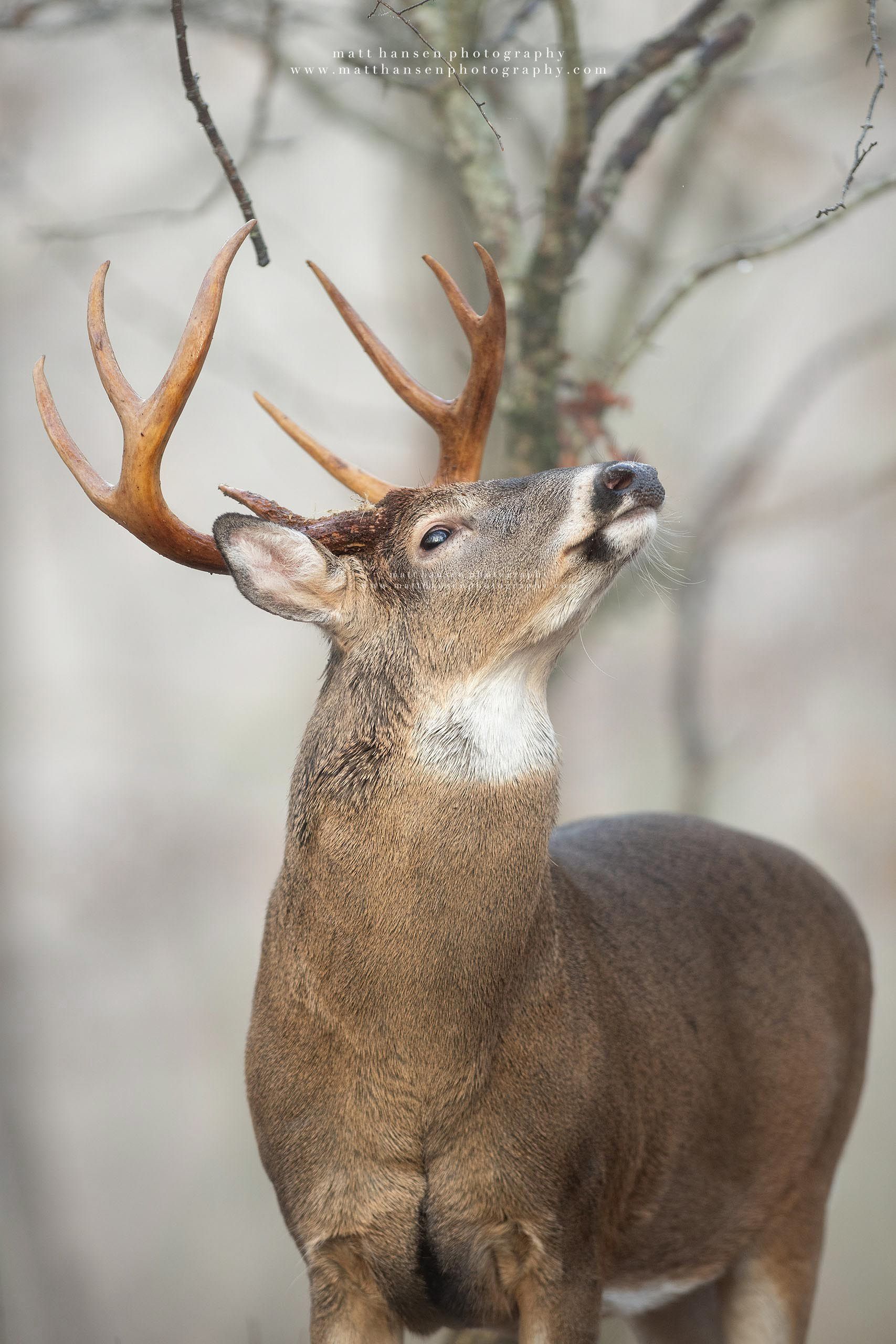 Whitetail Deer Photography