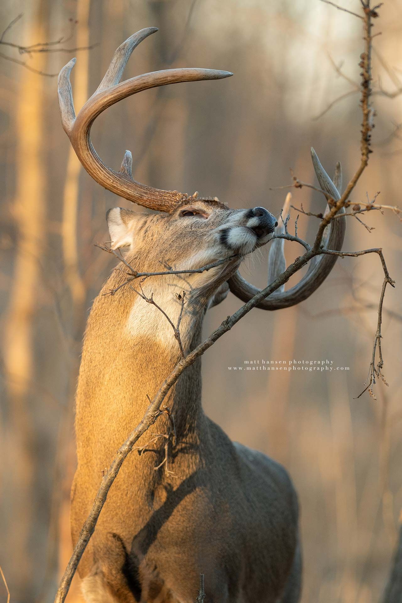 Whitetail Deer Photography