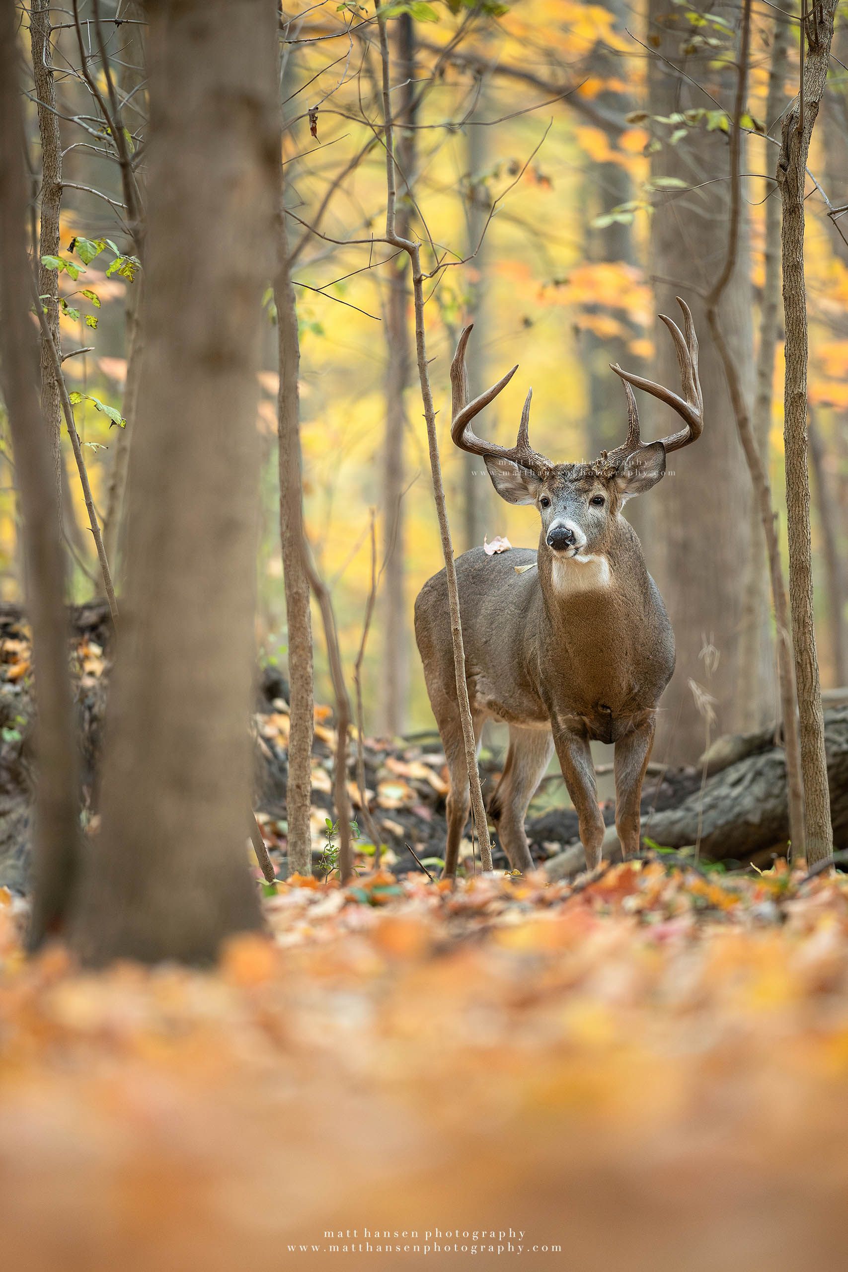 Whitetail Deer Photography