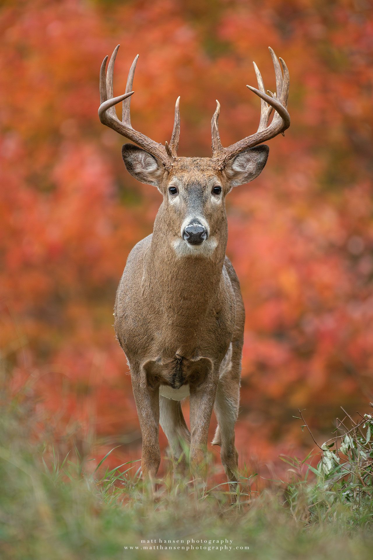 Whitetail Deer Photography