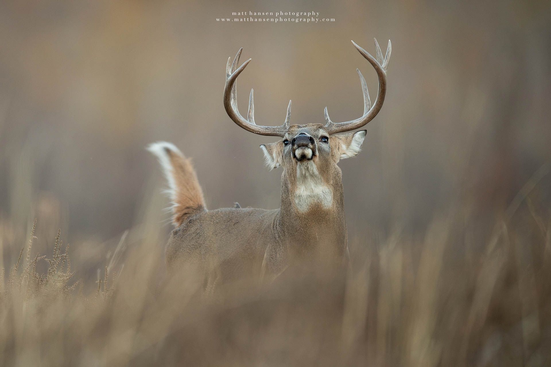 Whitetail Deer Photography
