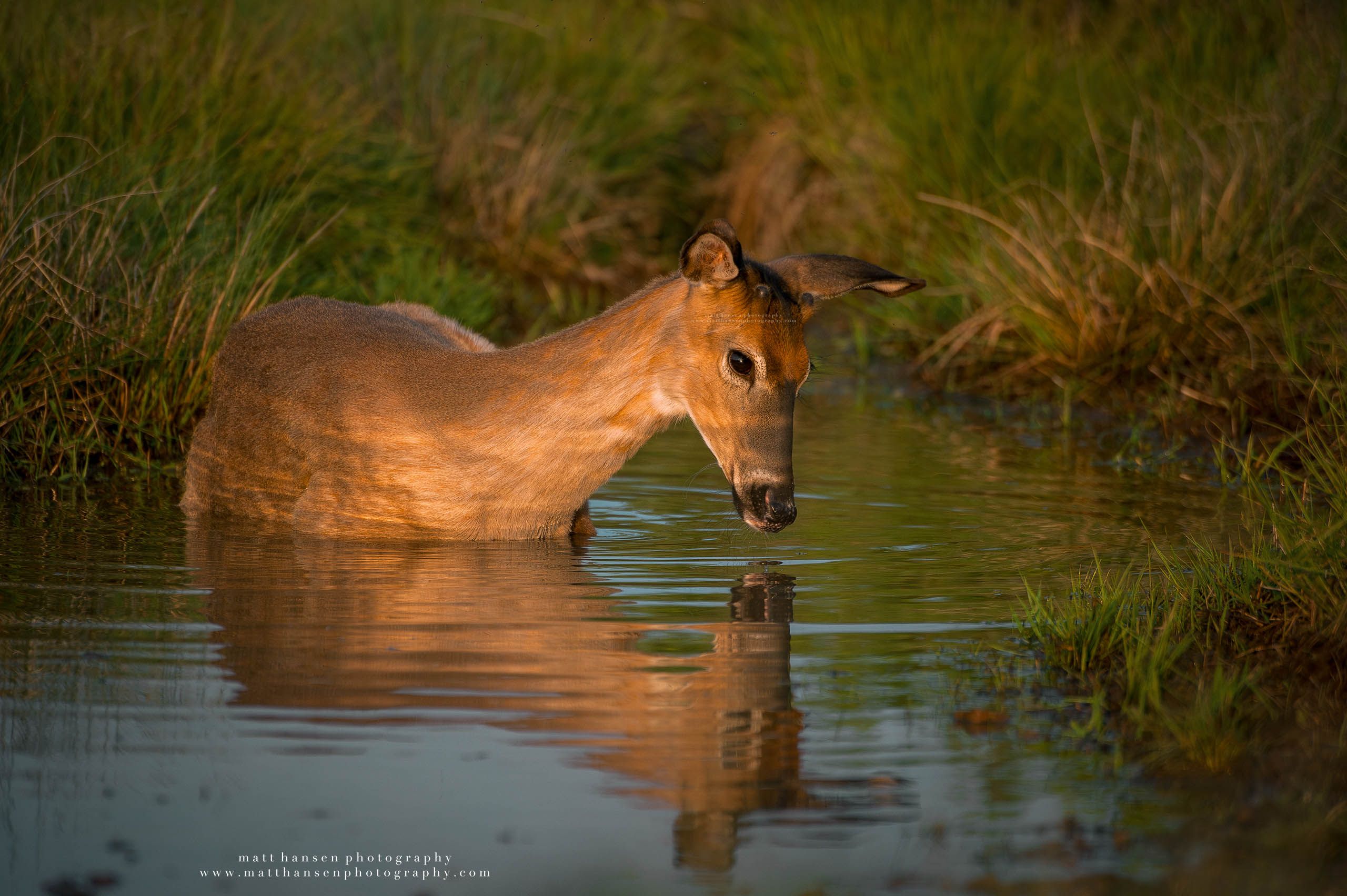 Whitetail Deer Photography