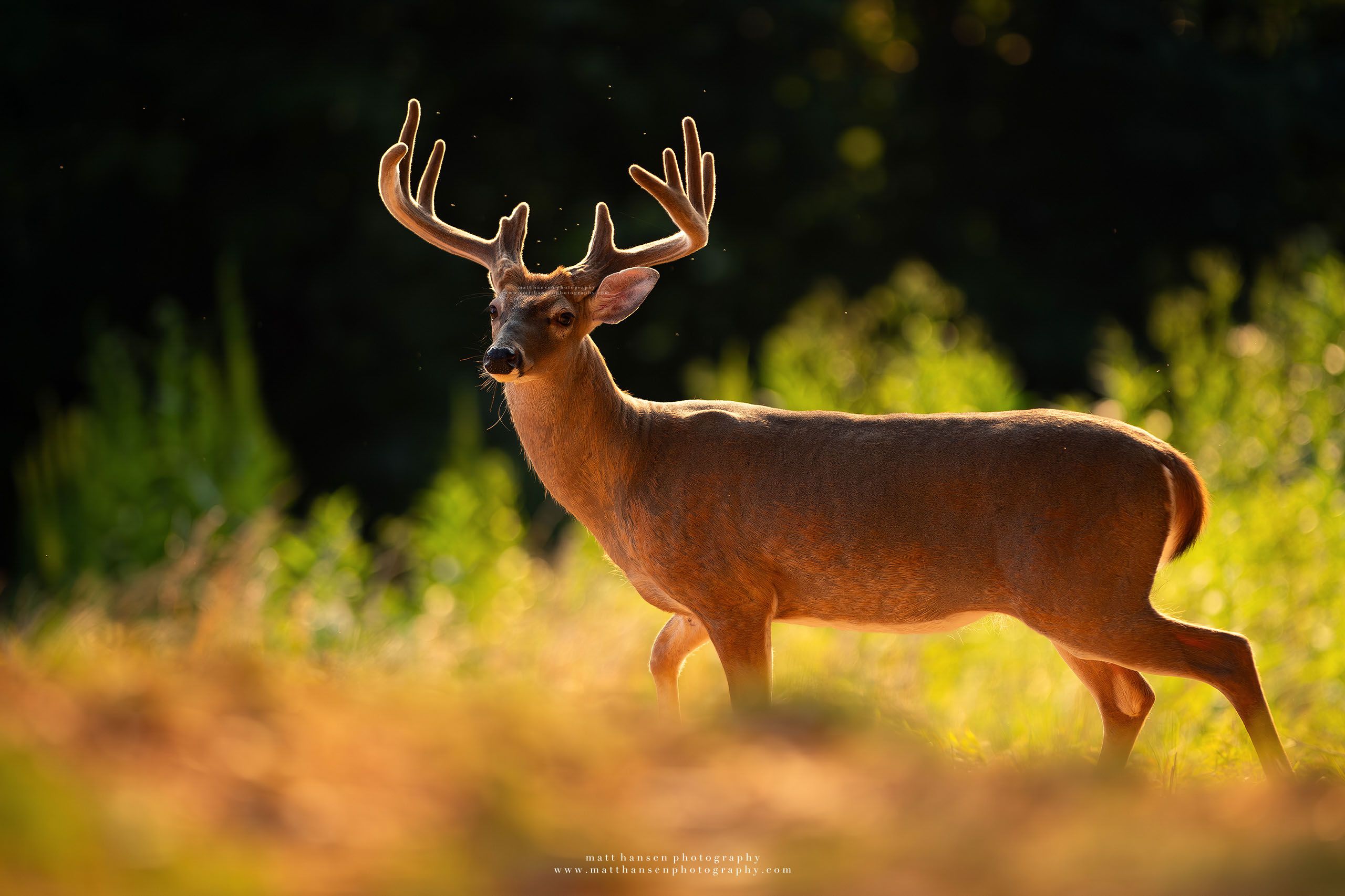 Whitetail Deer Photography