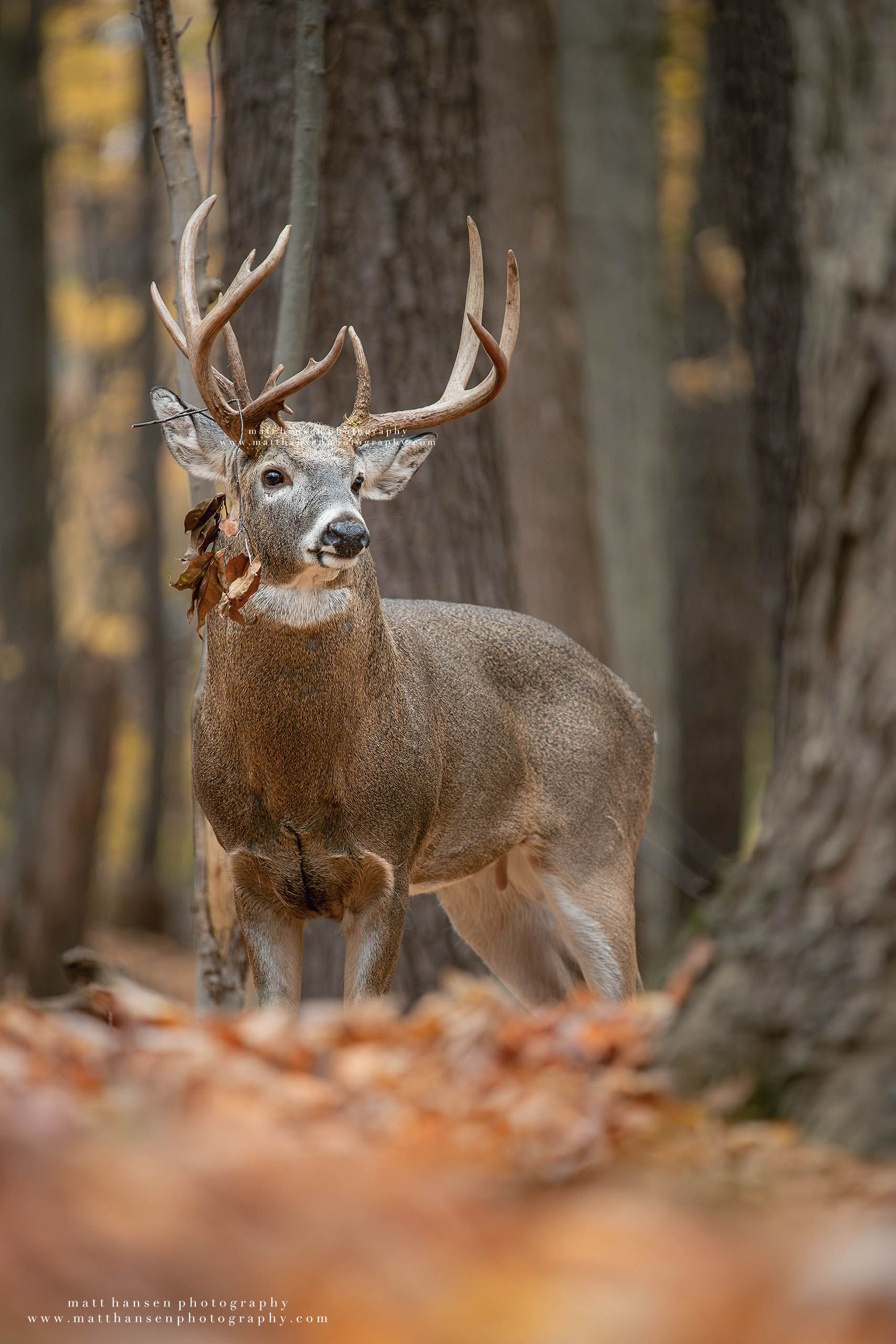 Whitetail Deer Photography