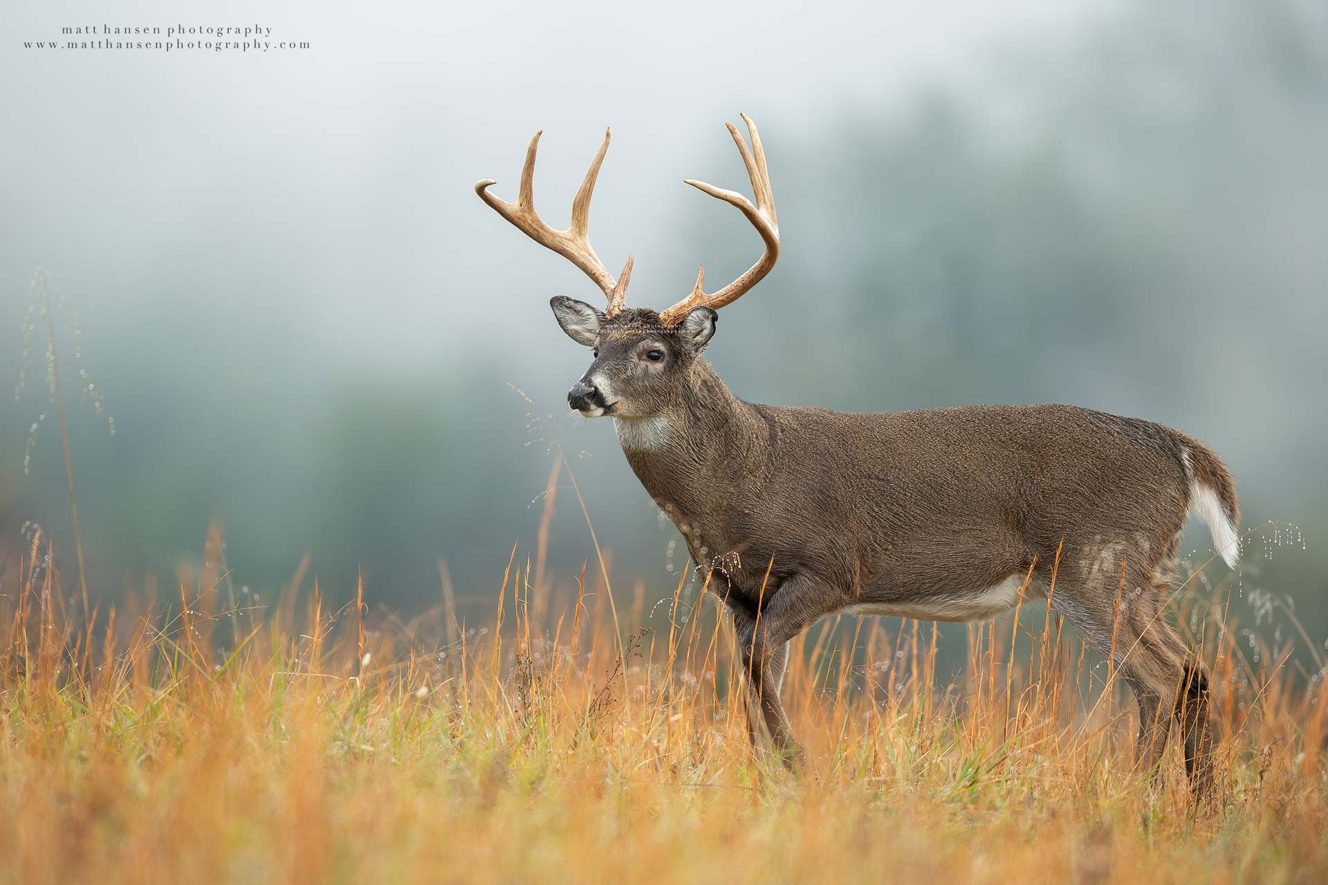 Whitetail Deer Photography
