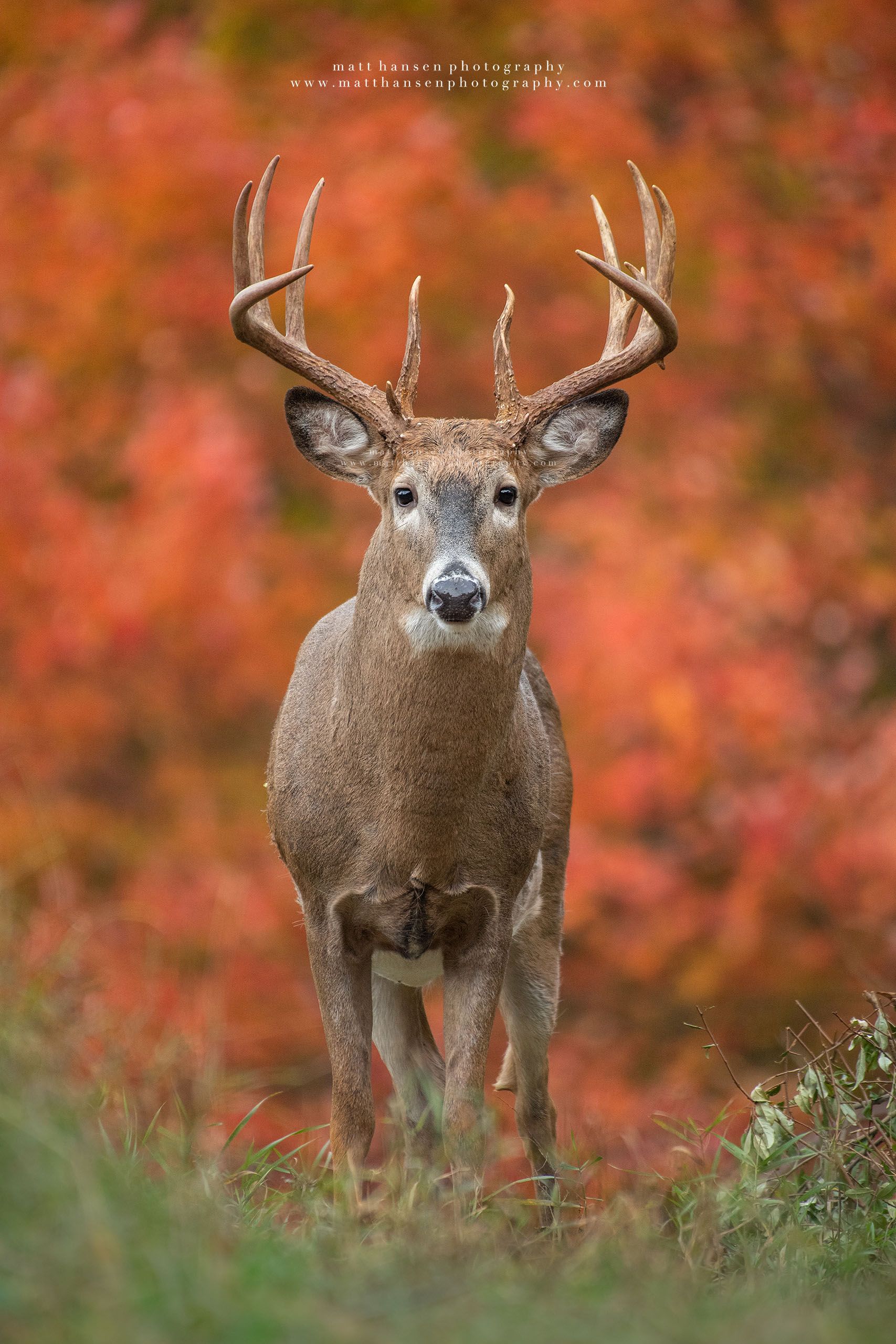 Yoder Images Whitetail Deer Photography - Whitetail Deer Photography