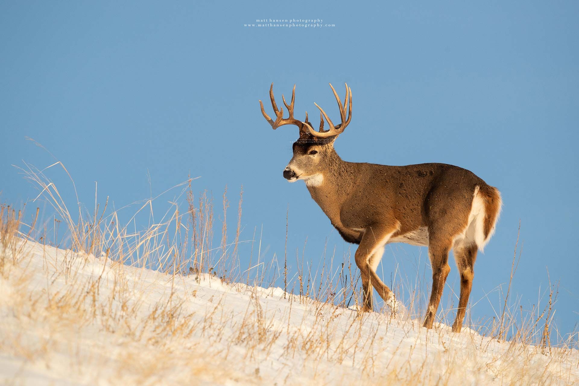 Whitetail Deer Photography by Matt Hansen Photography