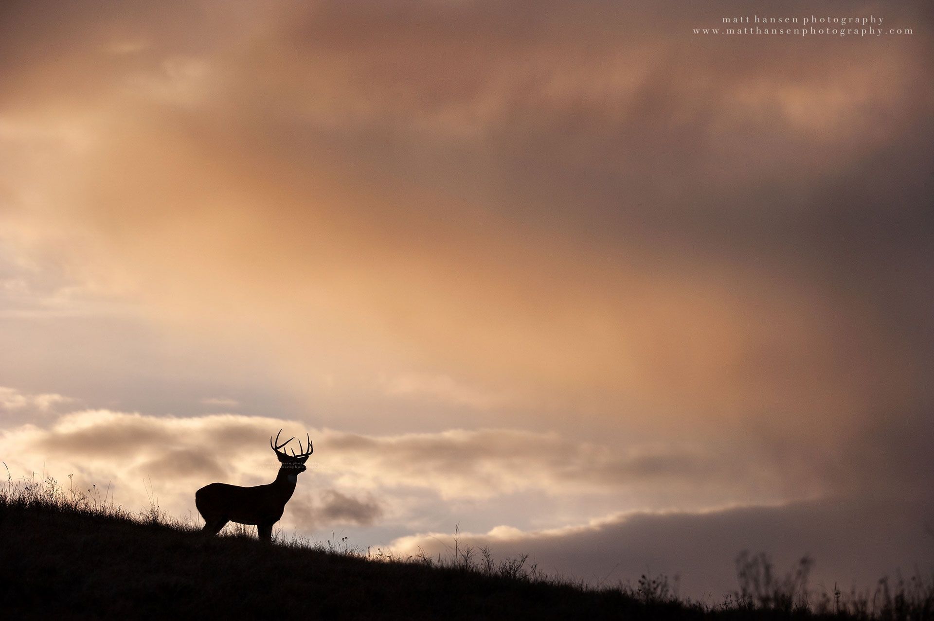 Whitetail Deer Photography by Matt Hansen Photography