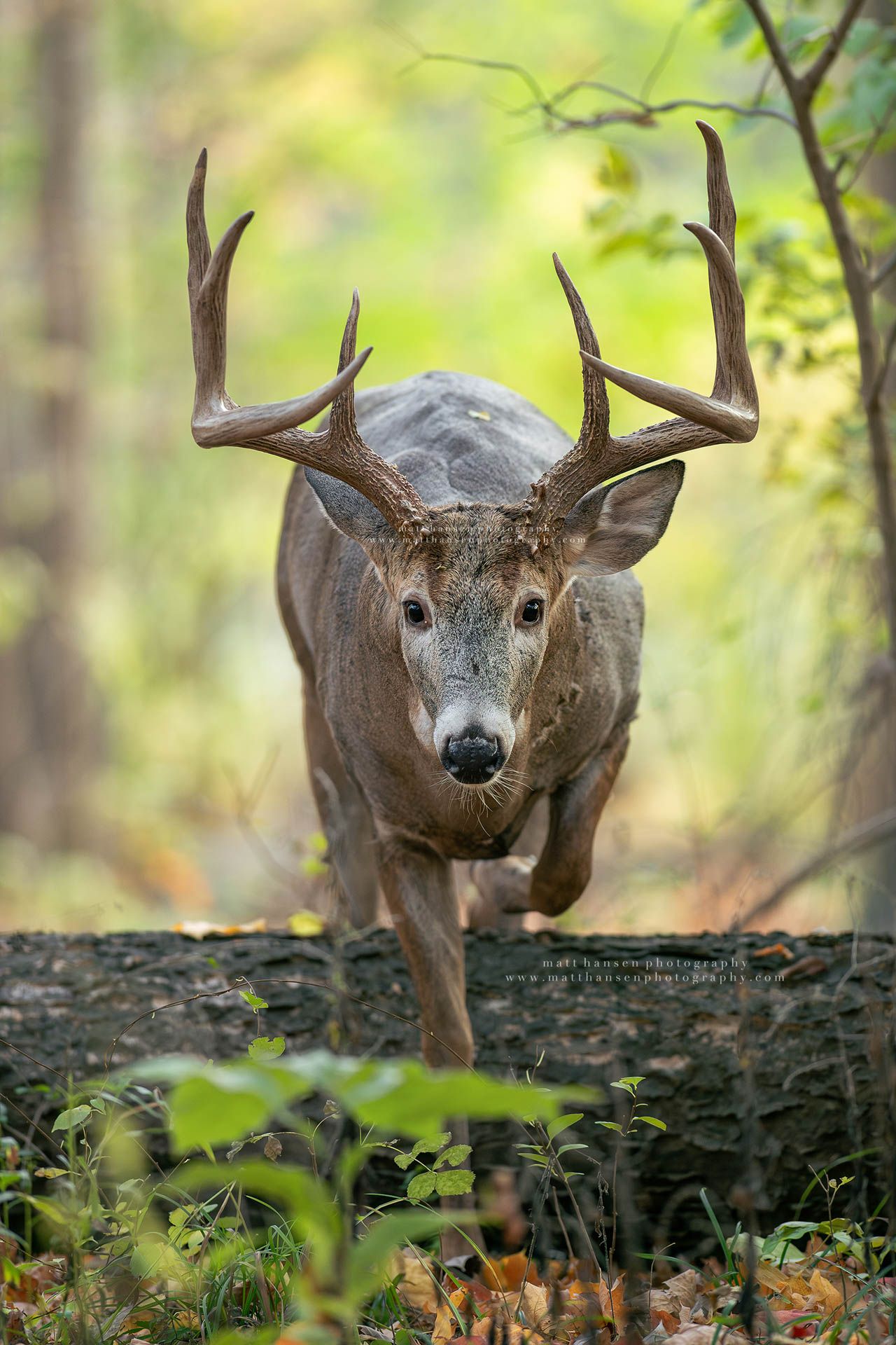 Whitetail Deer Photography